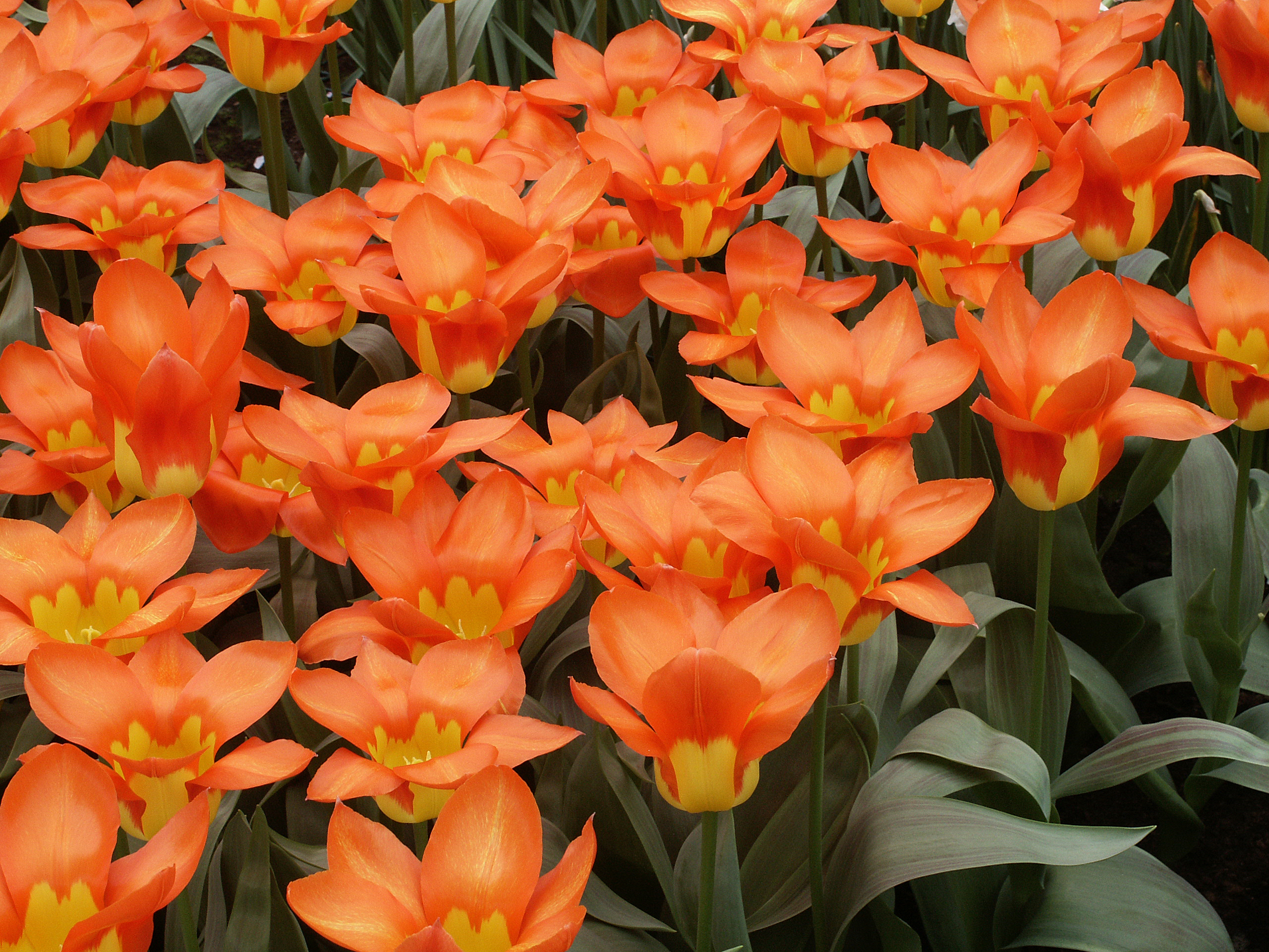 Botanische Tulpen