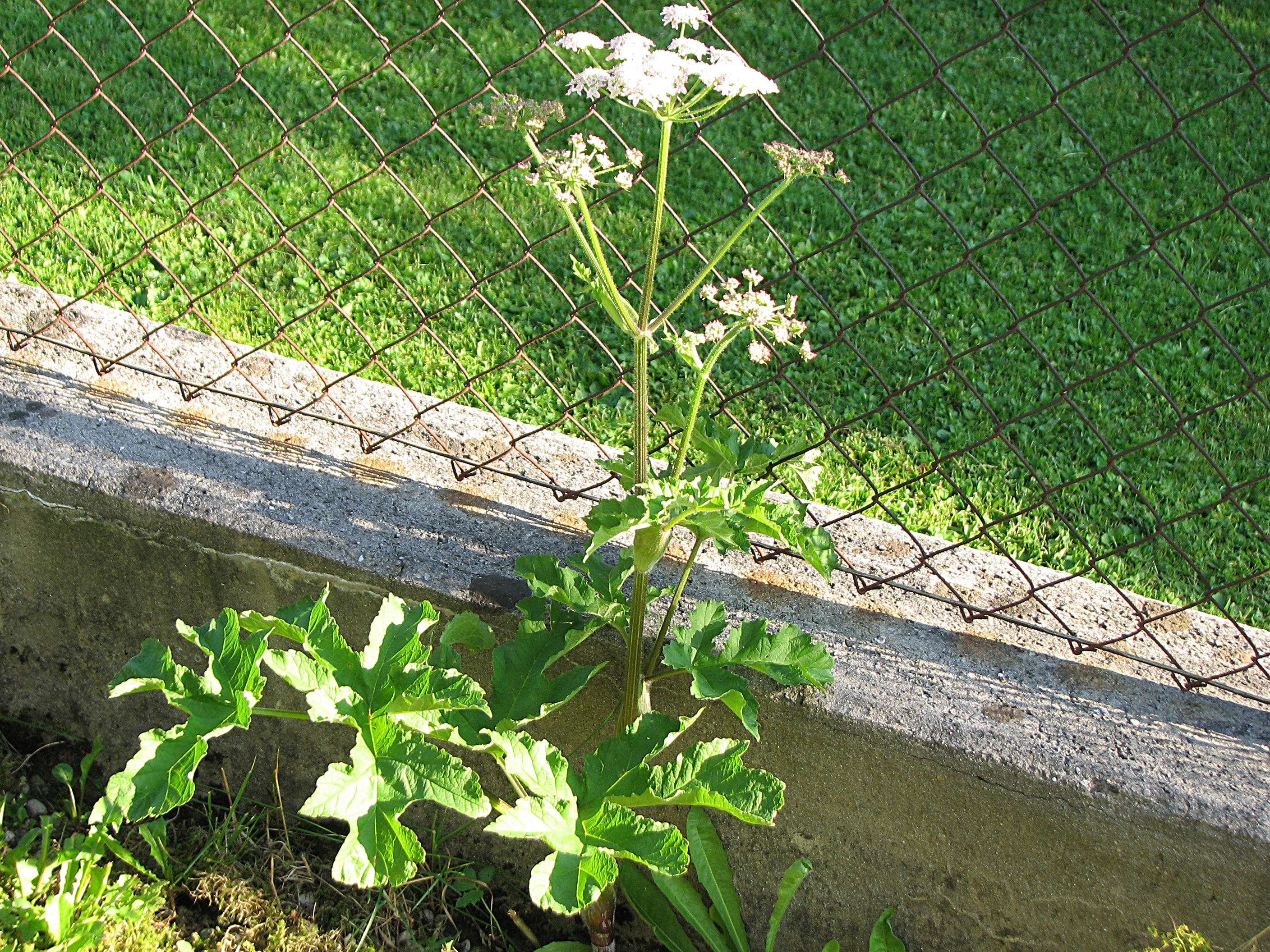Wiesenbärenklau