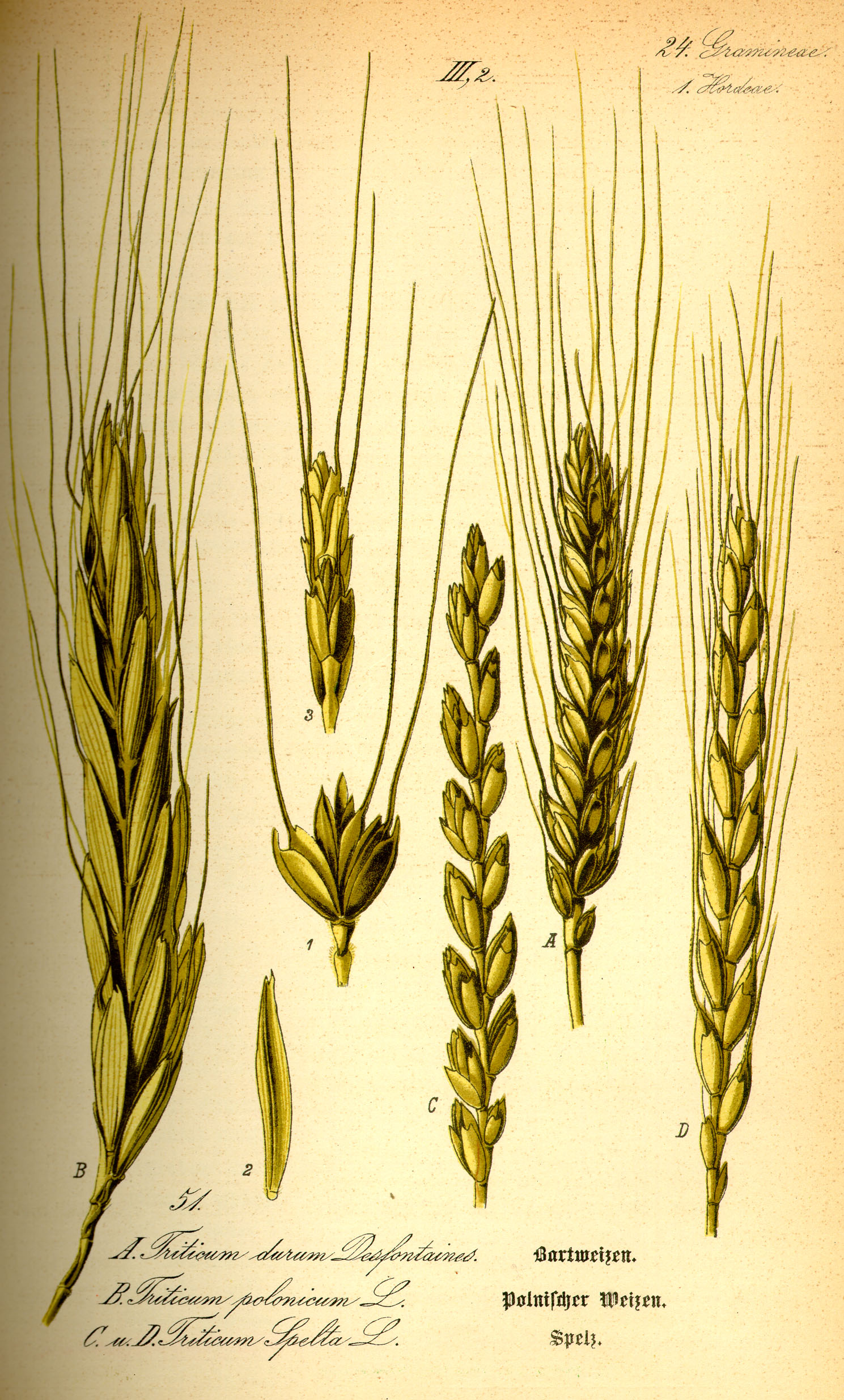 Hartweizen