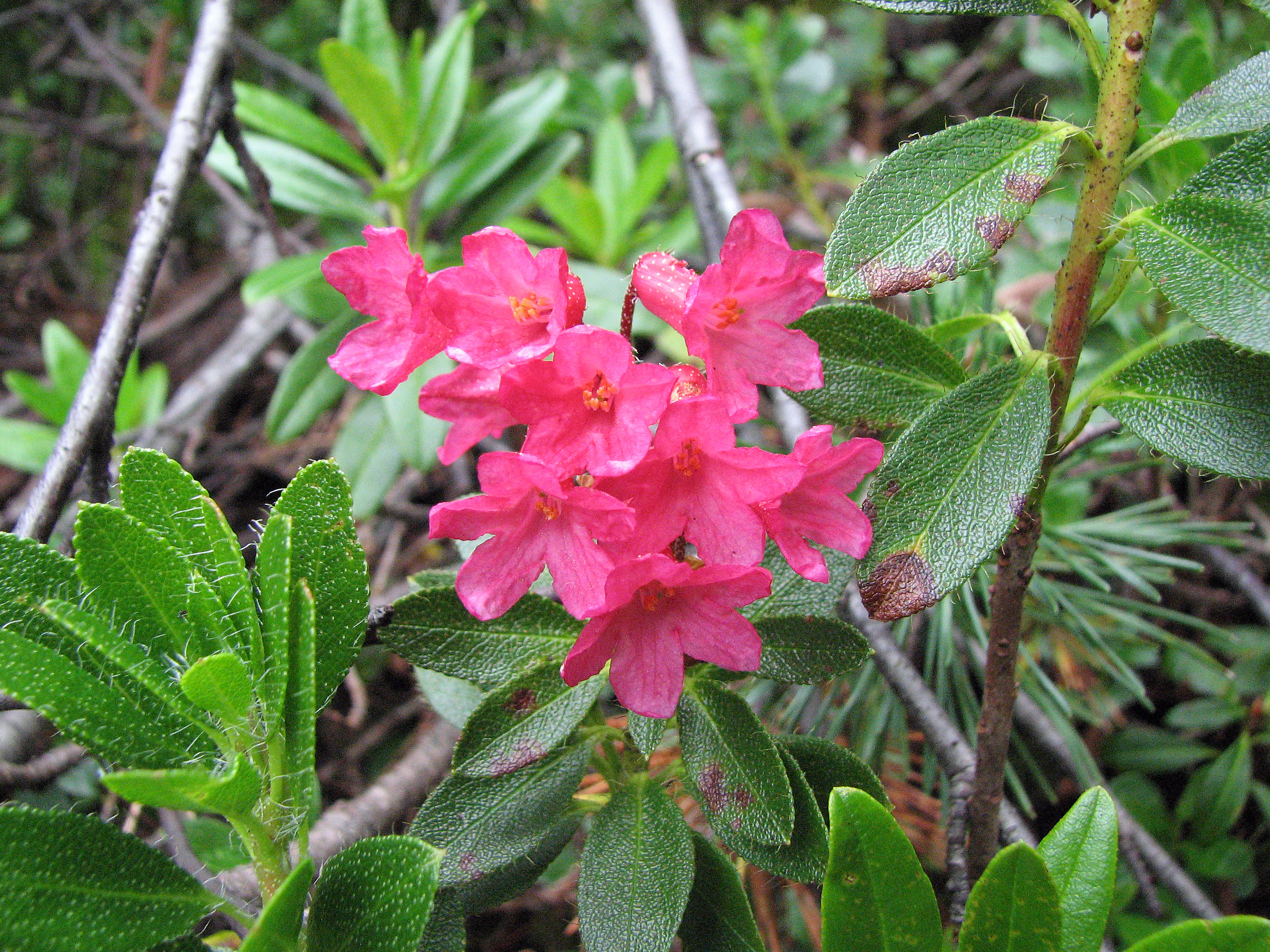 Bewimperte Alpenrose