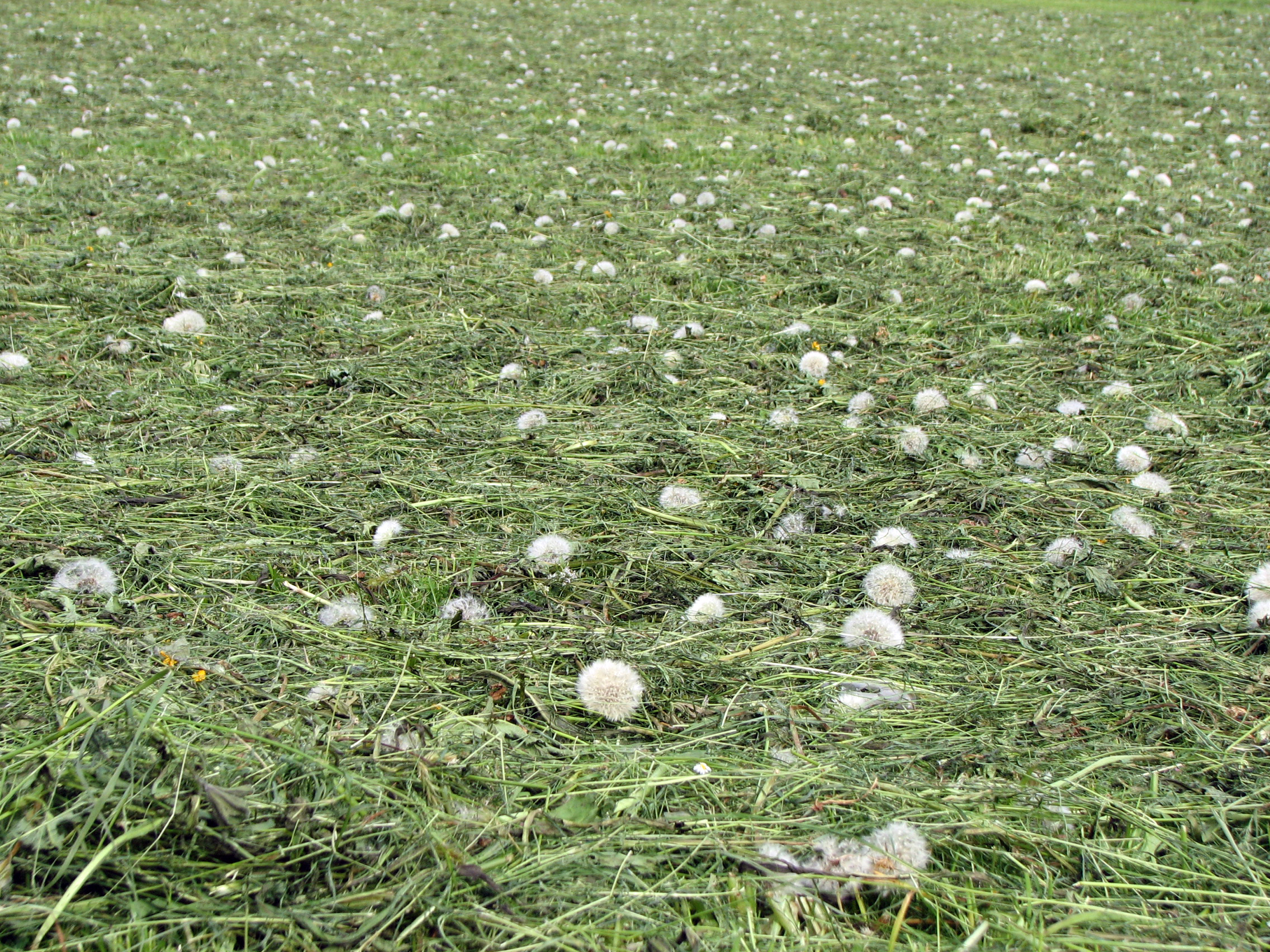 Gewöhnlicher Löwenzahn