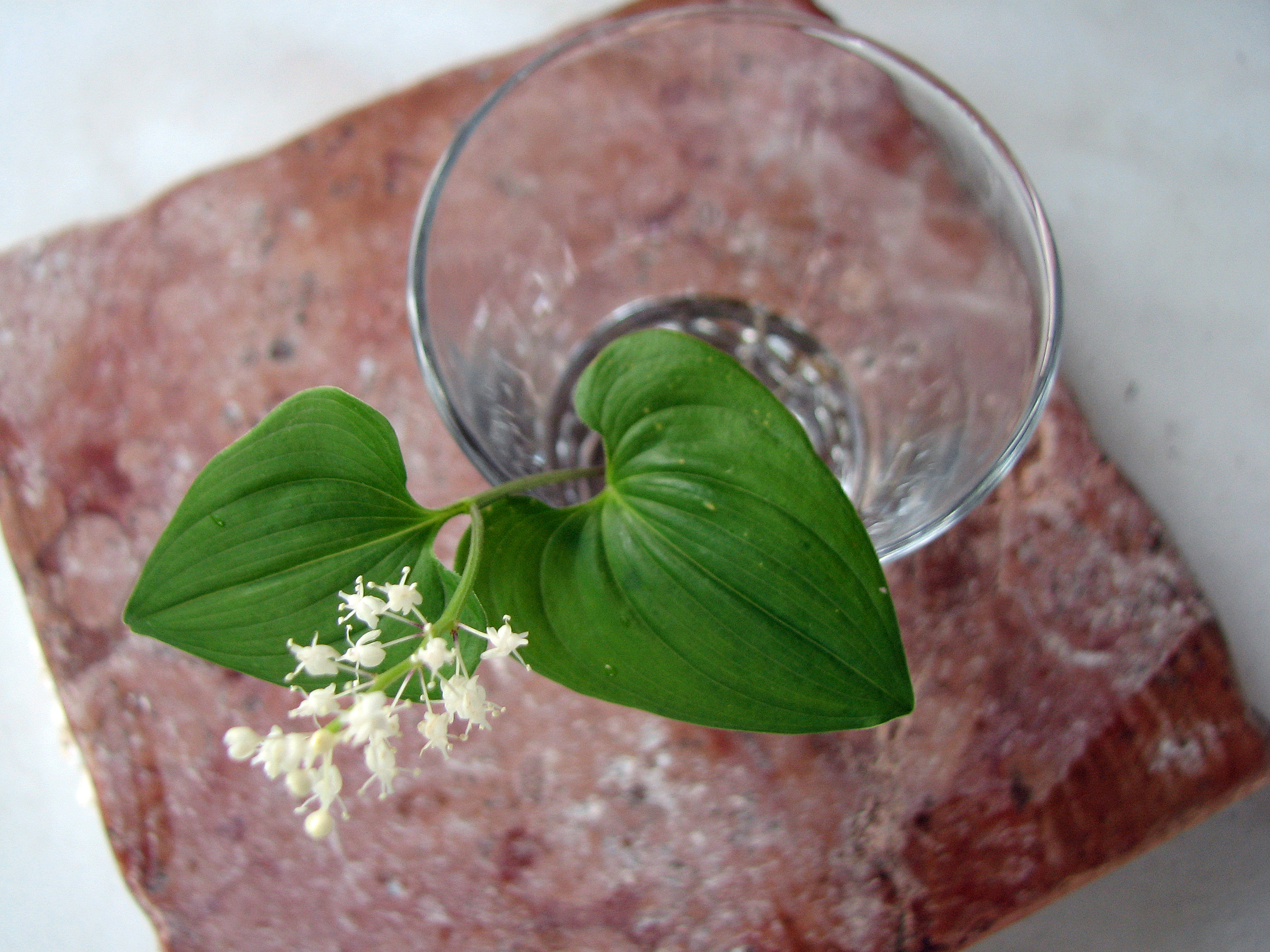 Zweiblättriges Schattenblümchen