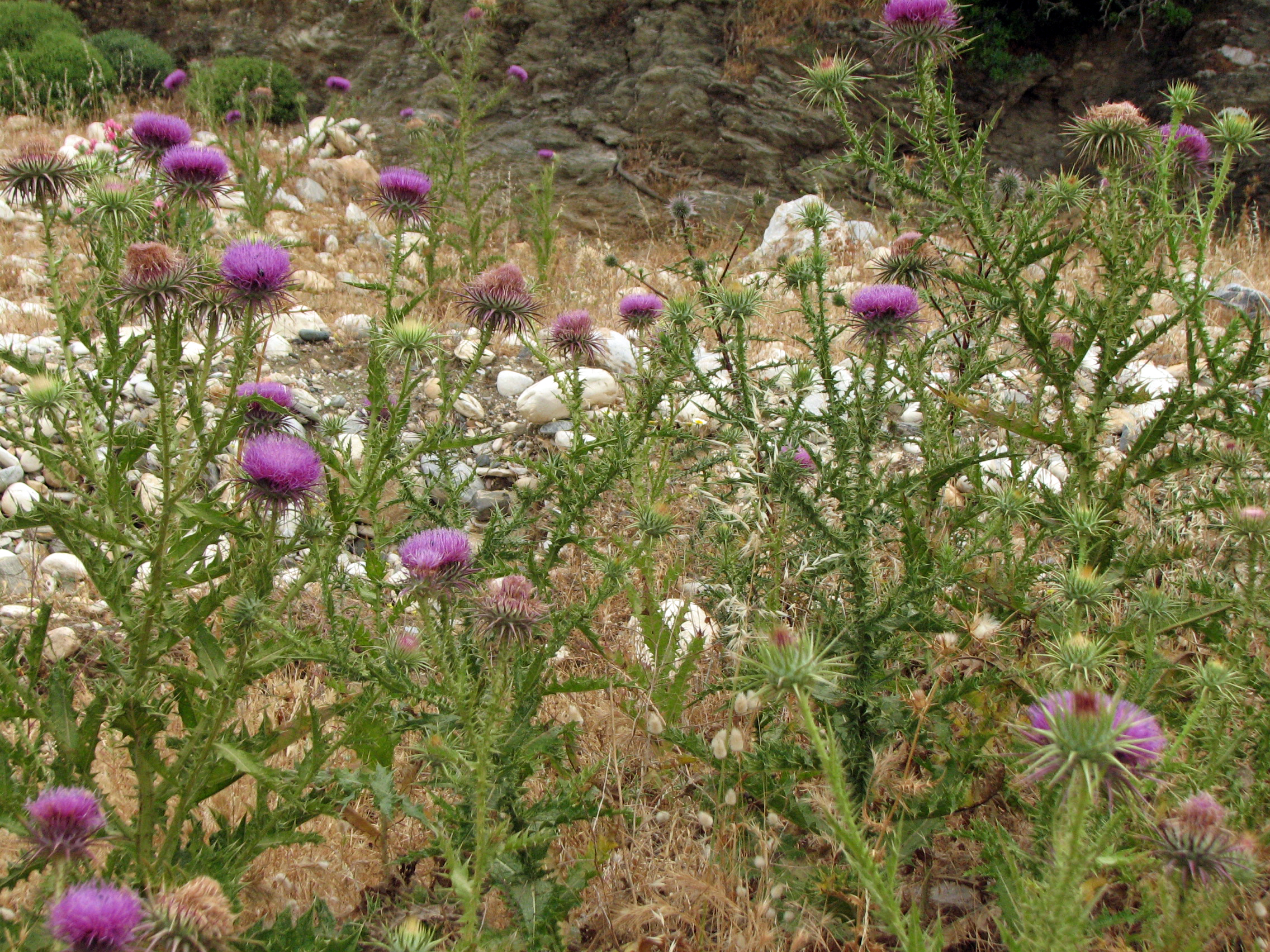 Eselsdistel