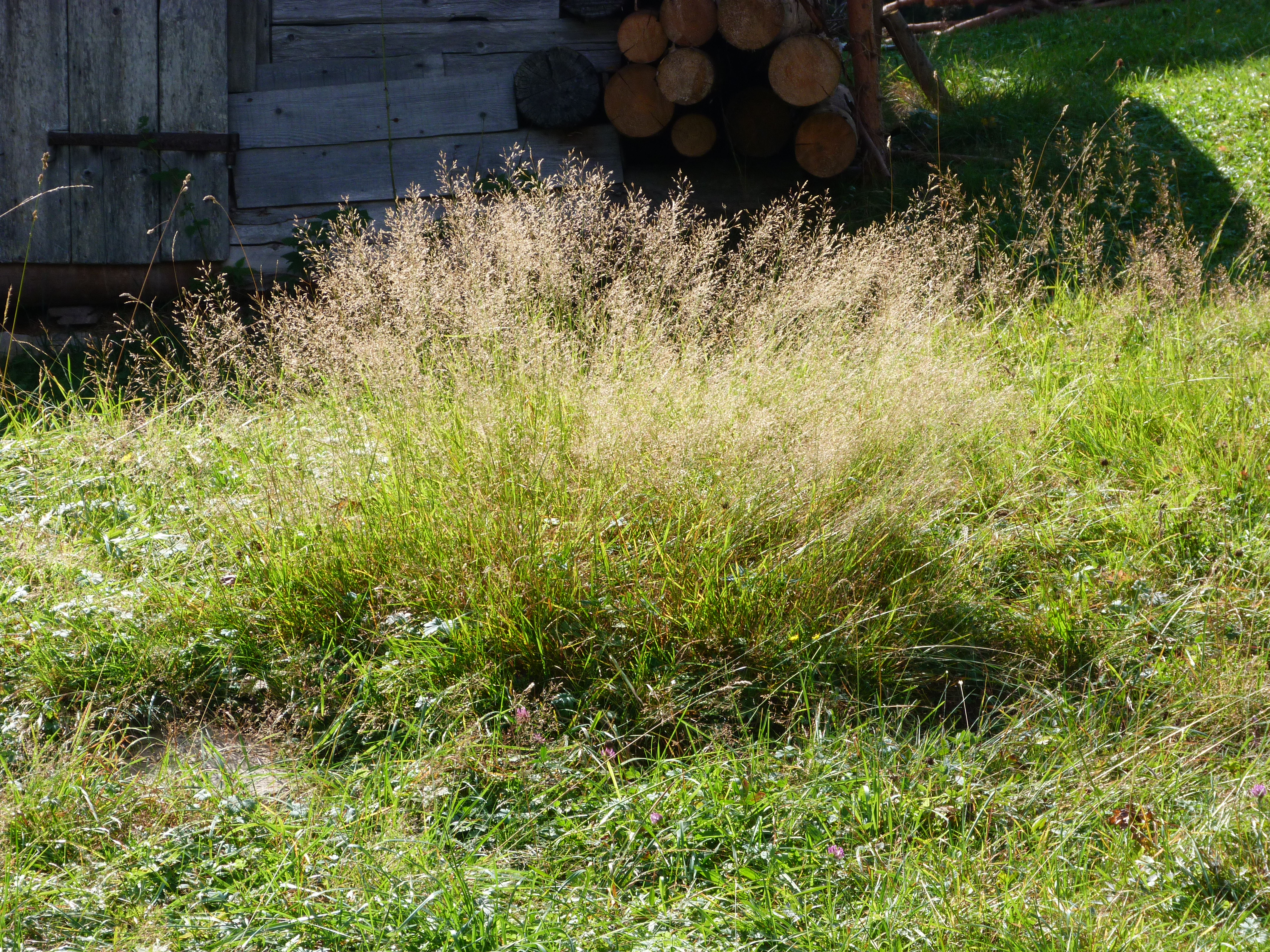 Wiesenrispengras