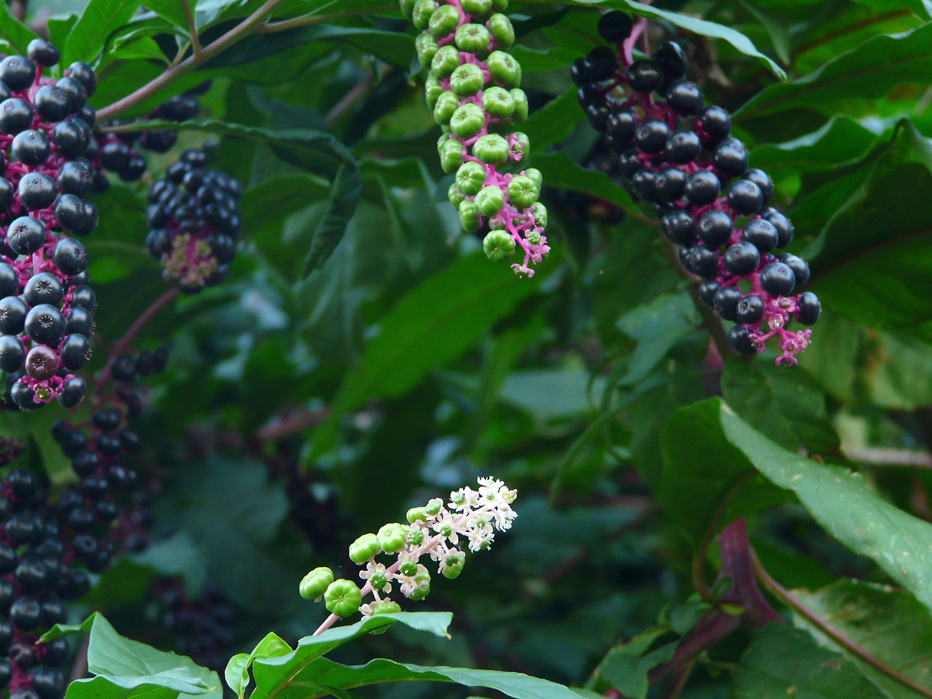 Amerikanische Kermesbeere