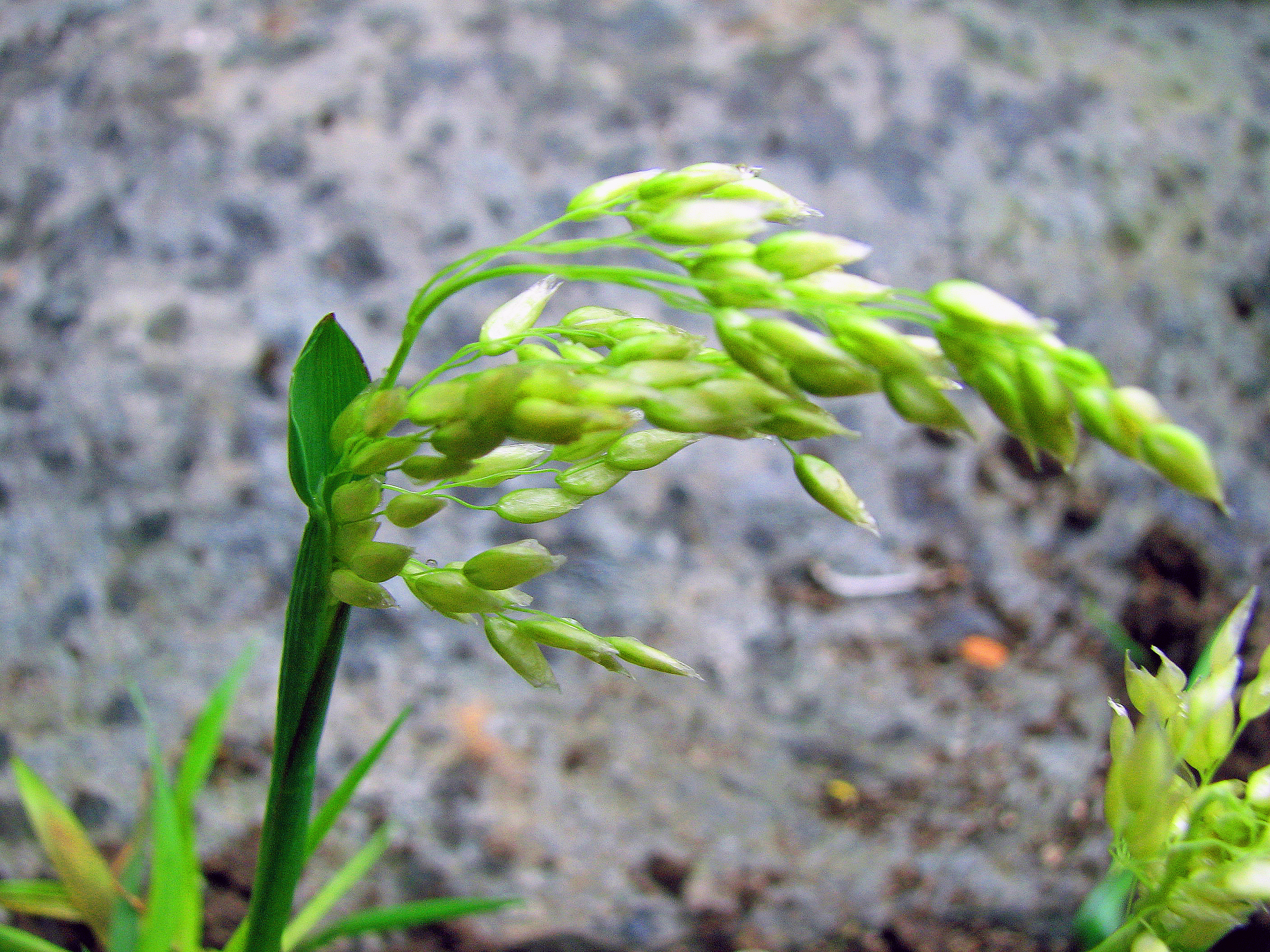 Duftendes Mariengras