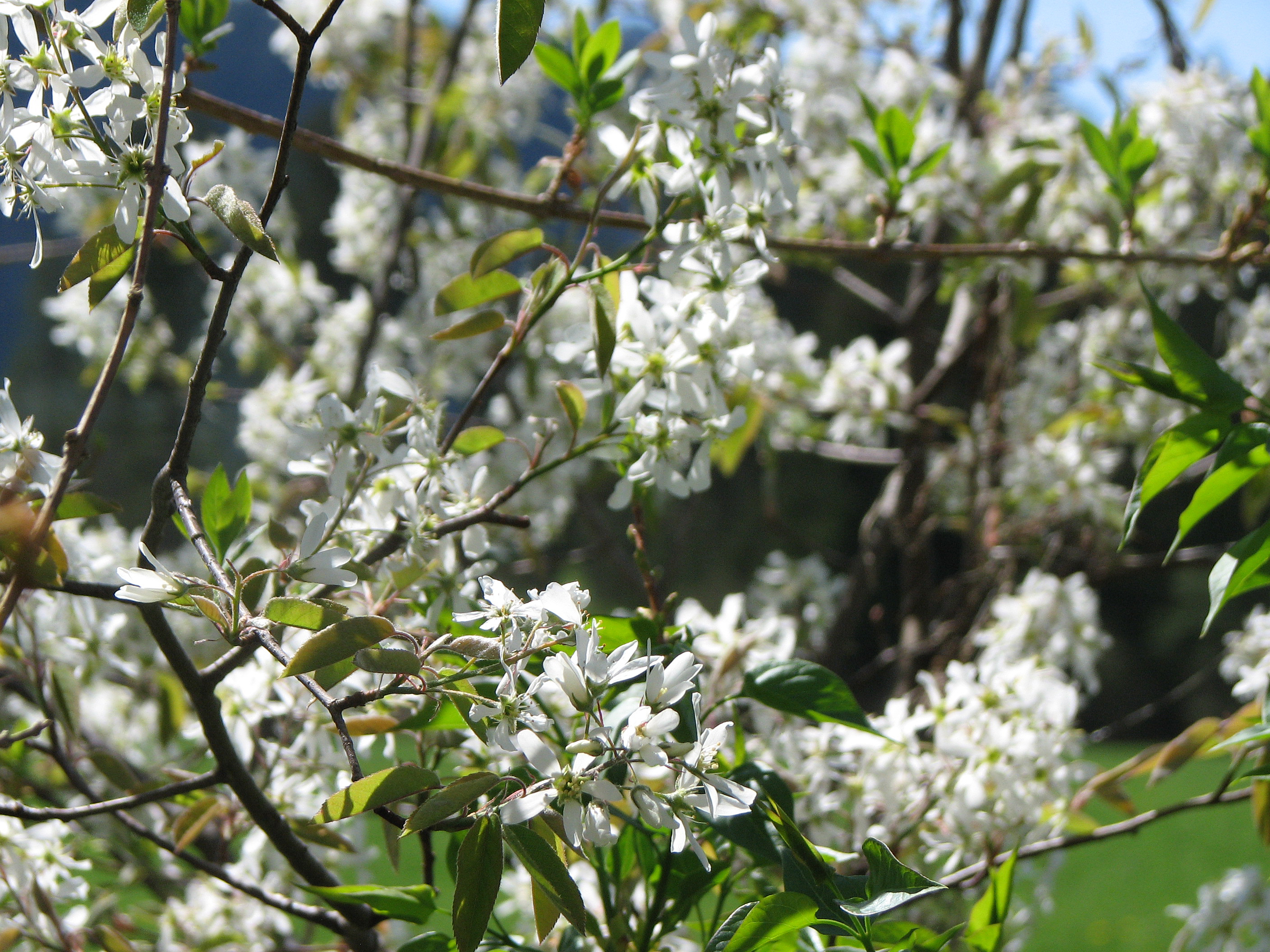 Kupferfelsenbirne