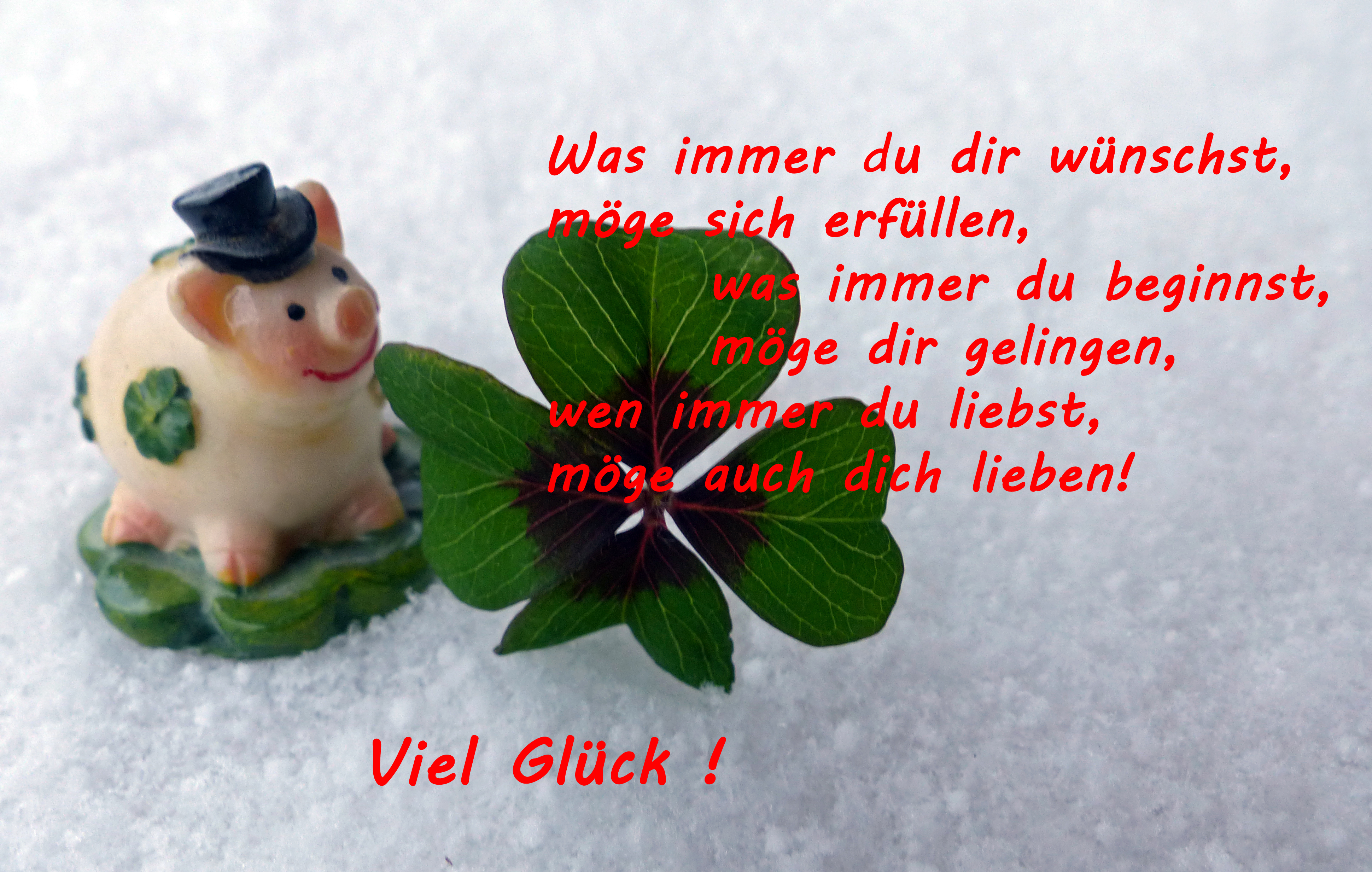 Glücksklee
