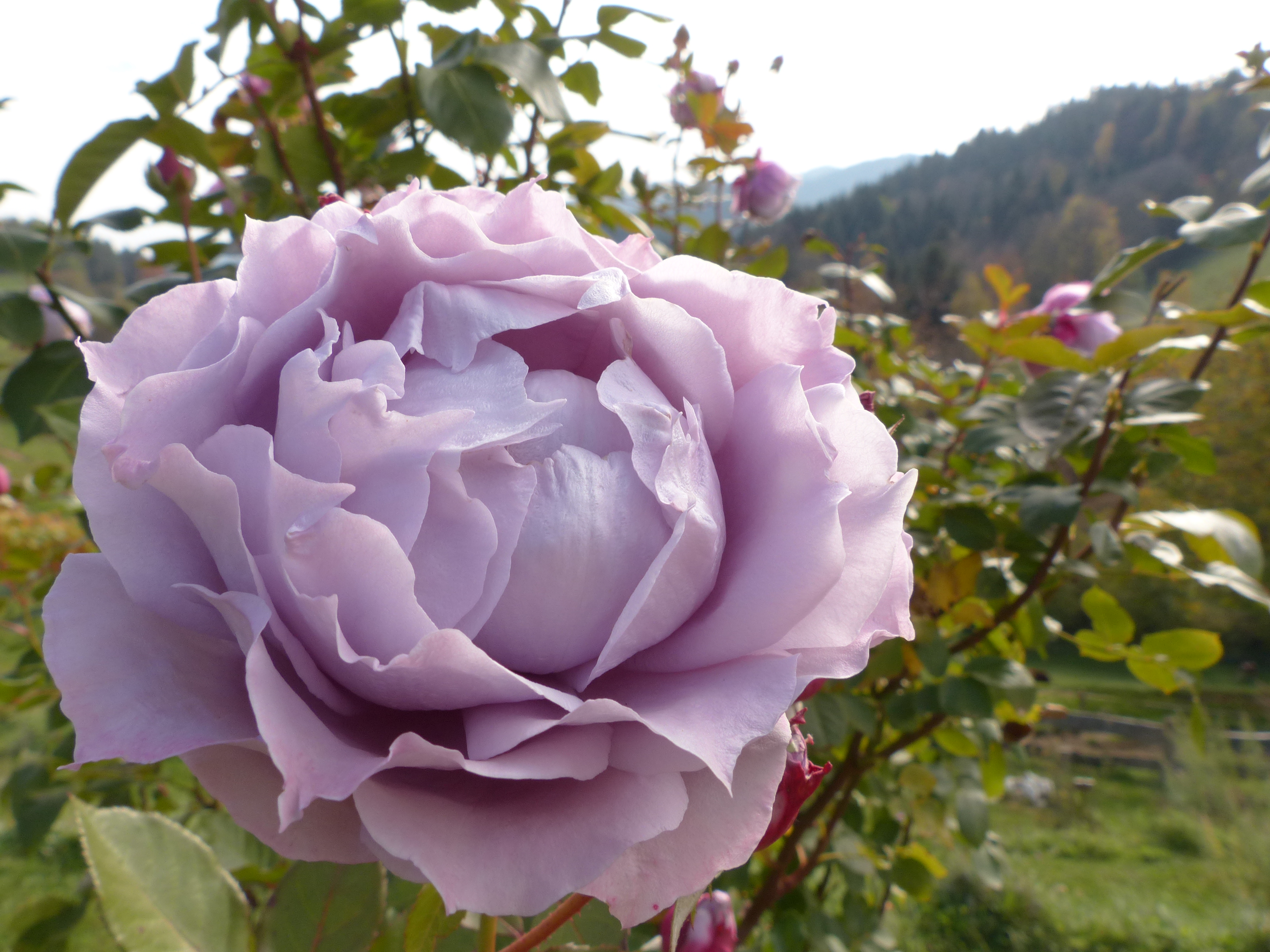 Rosen, Kulturrosen