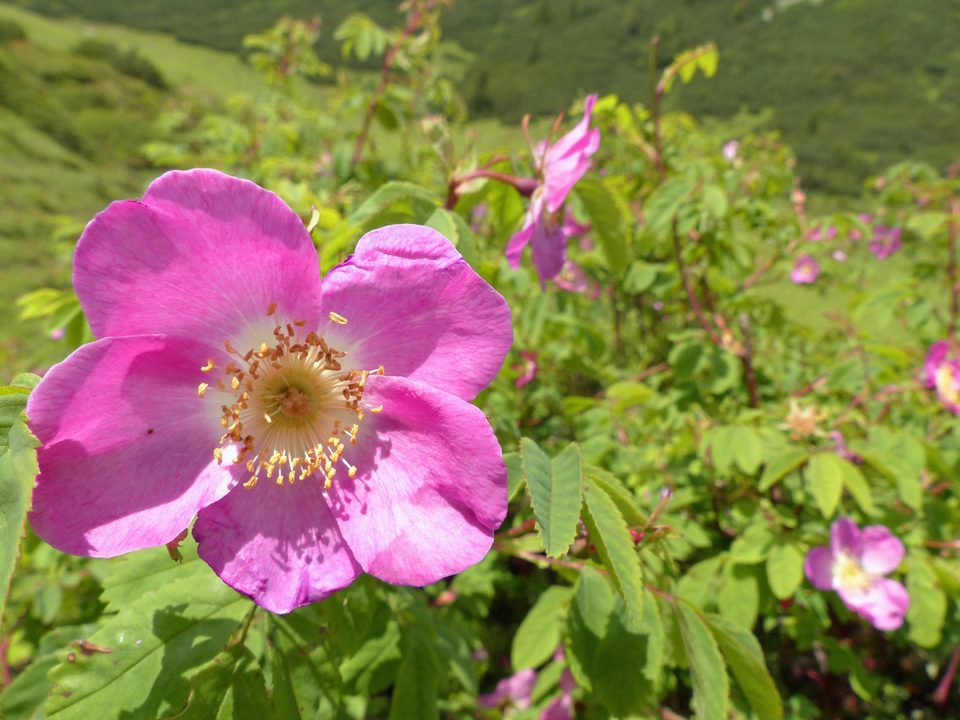 Alpenheckenrose-Wildrose