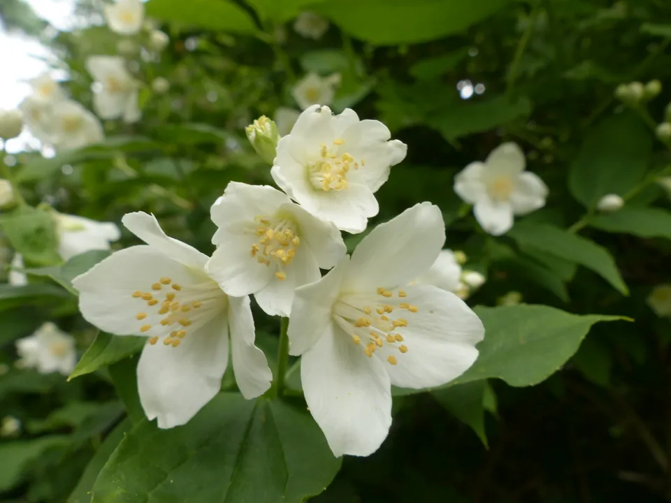 Bauernjasmin