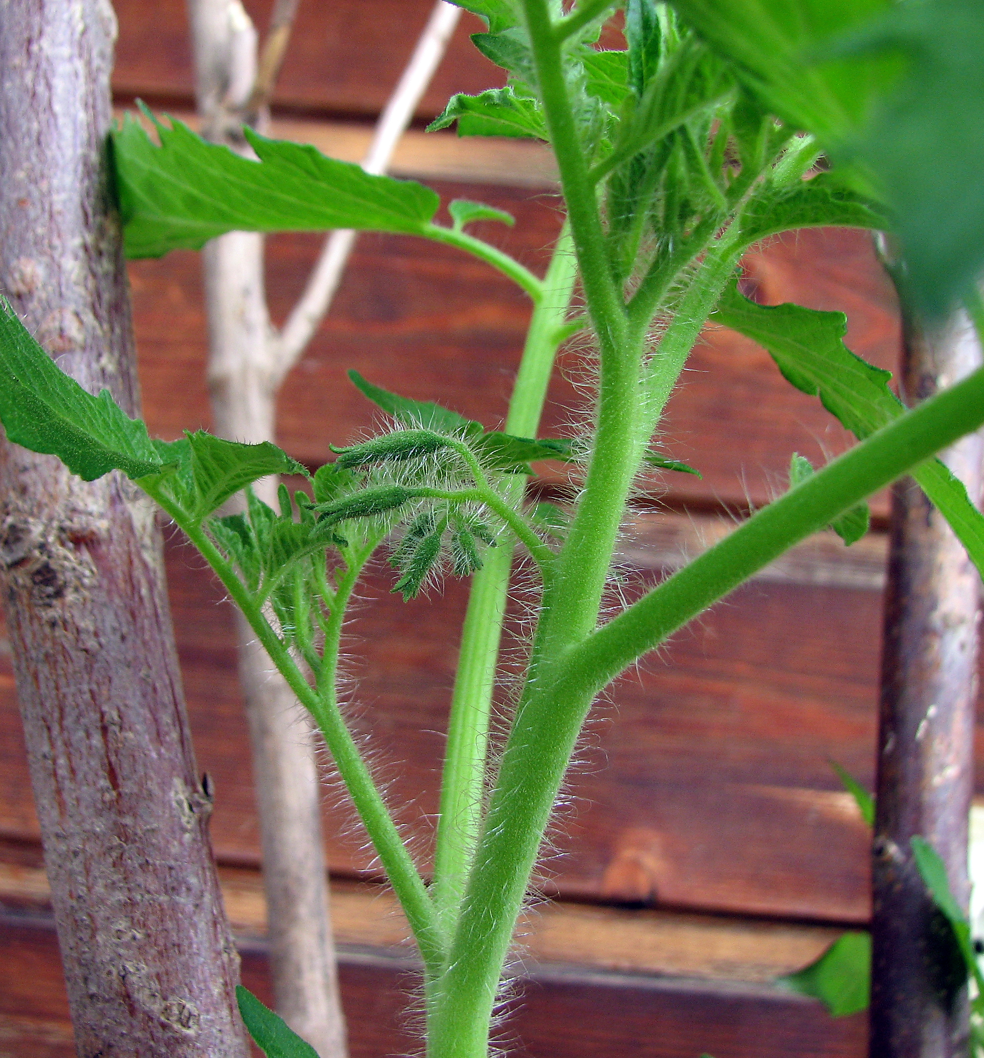 Tomate