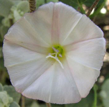 Zaunwinde