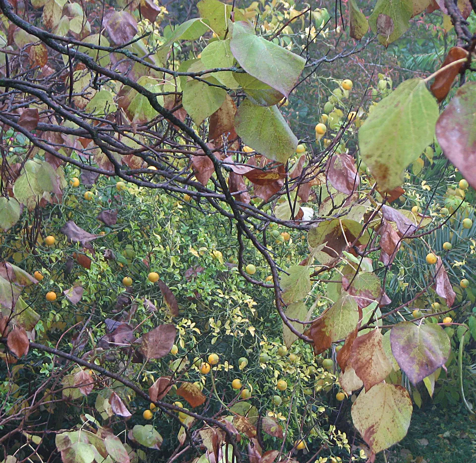 Orangenbaum