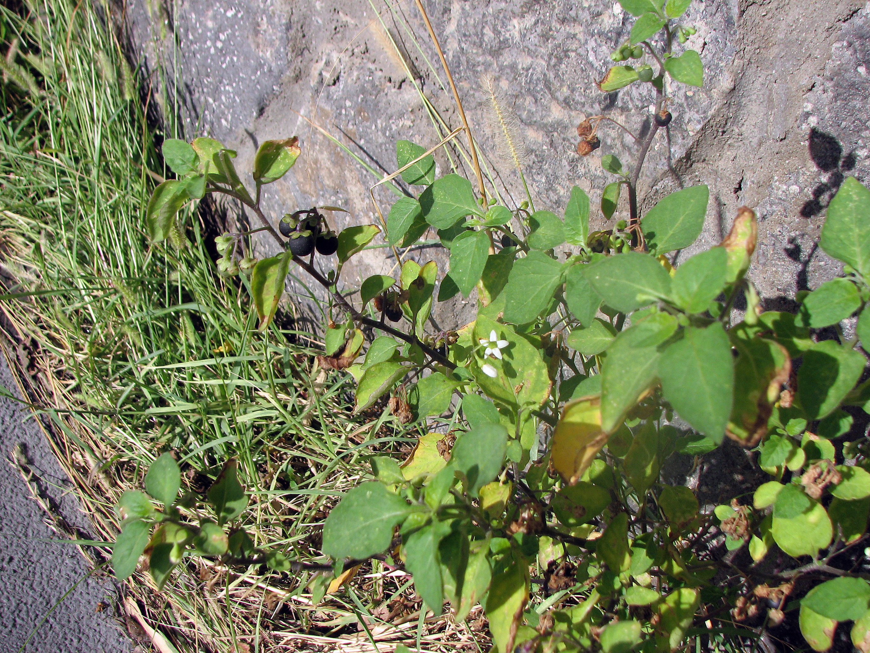 Schwarzer Nachtschatten