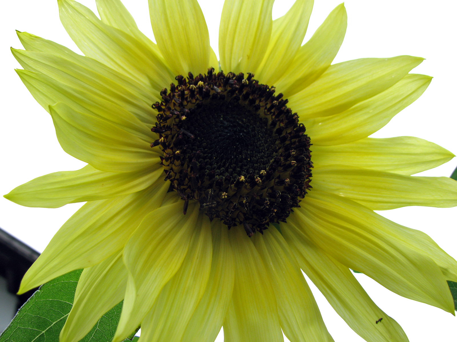 Sonnenblume