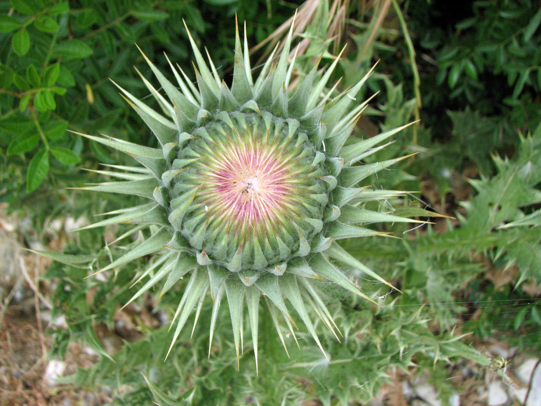 Mariendistel