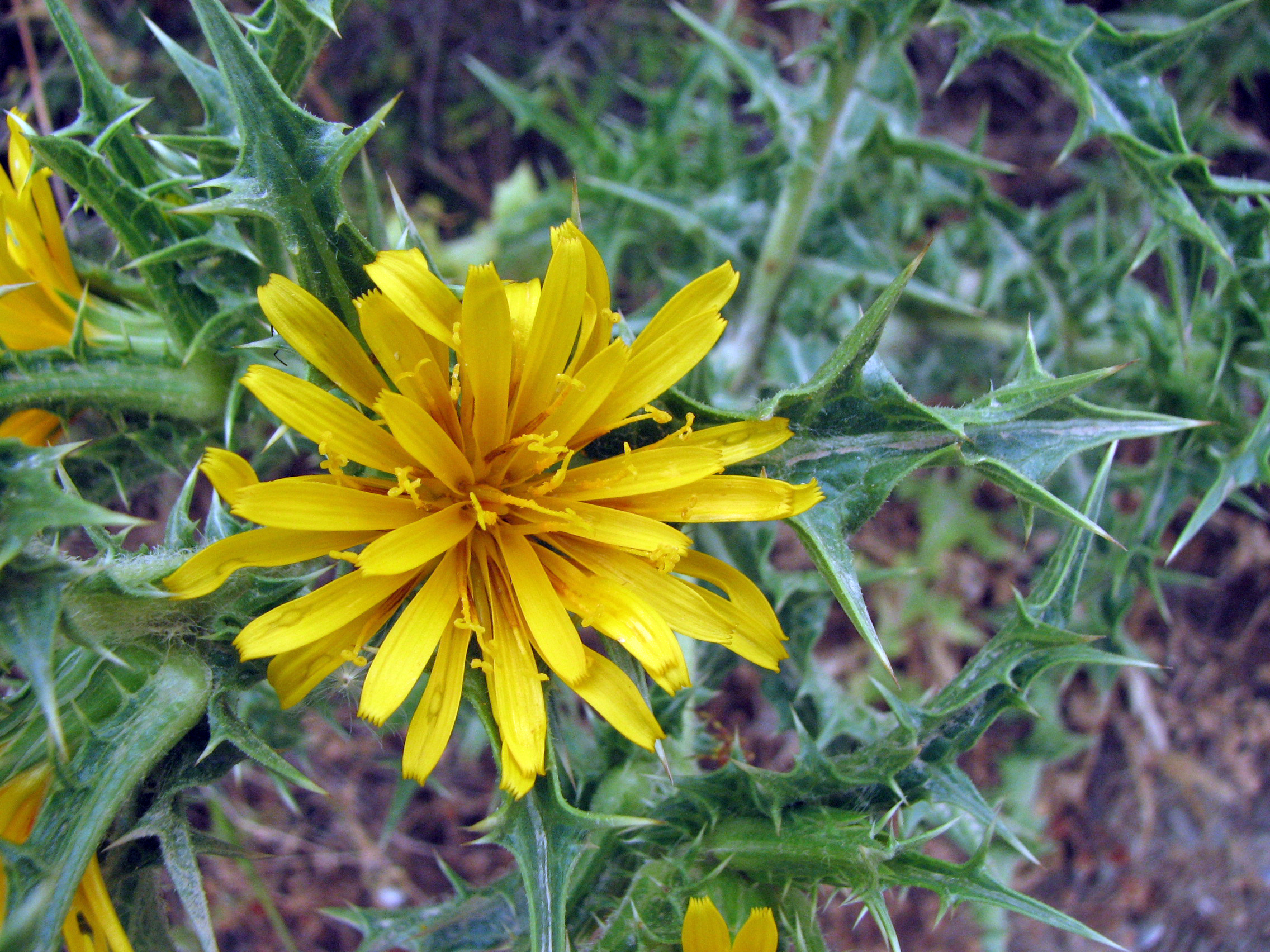 Spanische Golddistel