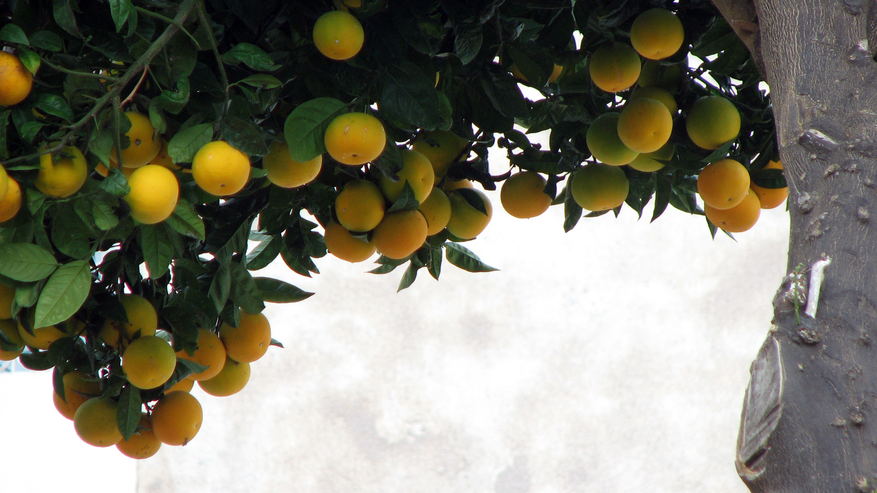 Orangenbaum