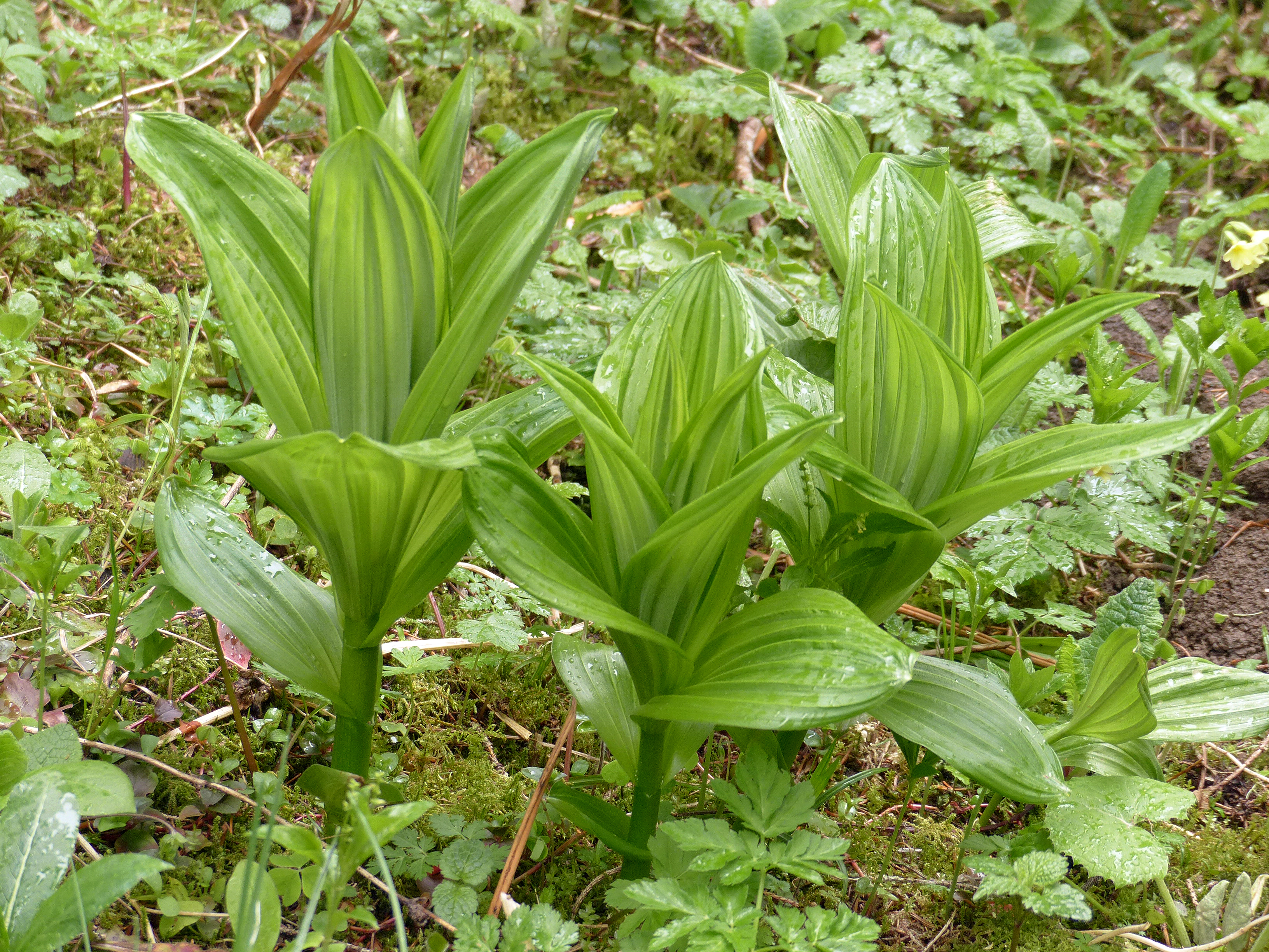 Bärlauch