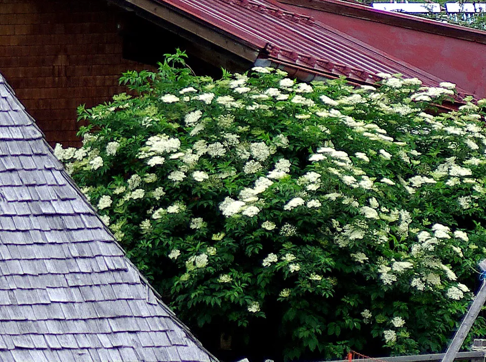 Frau Holle - Pflanzenmythos mit Wurzeln in der Jungsteinzeit
