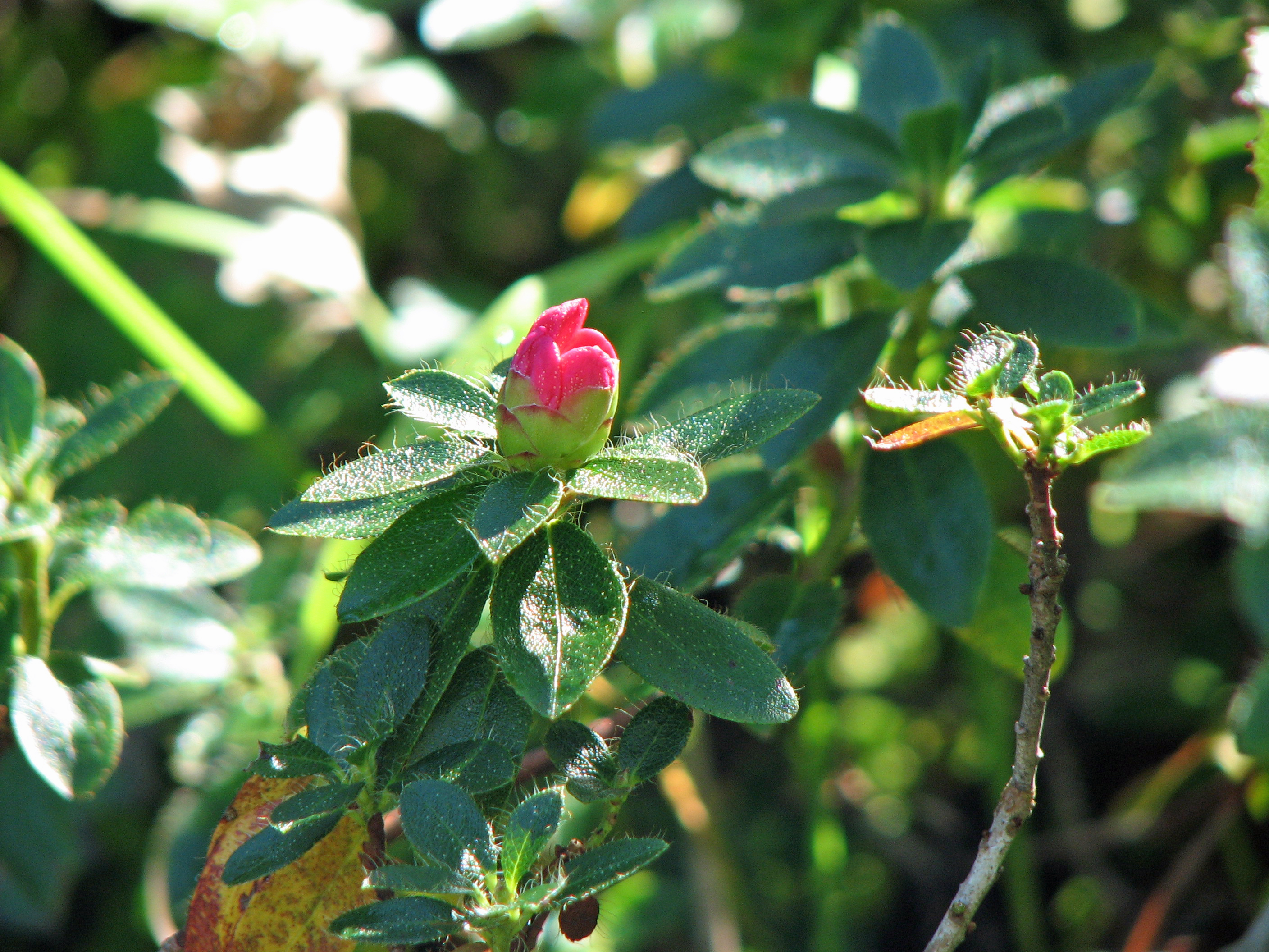Bewimperte Alpenrose