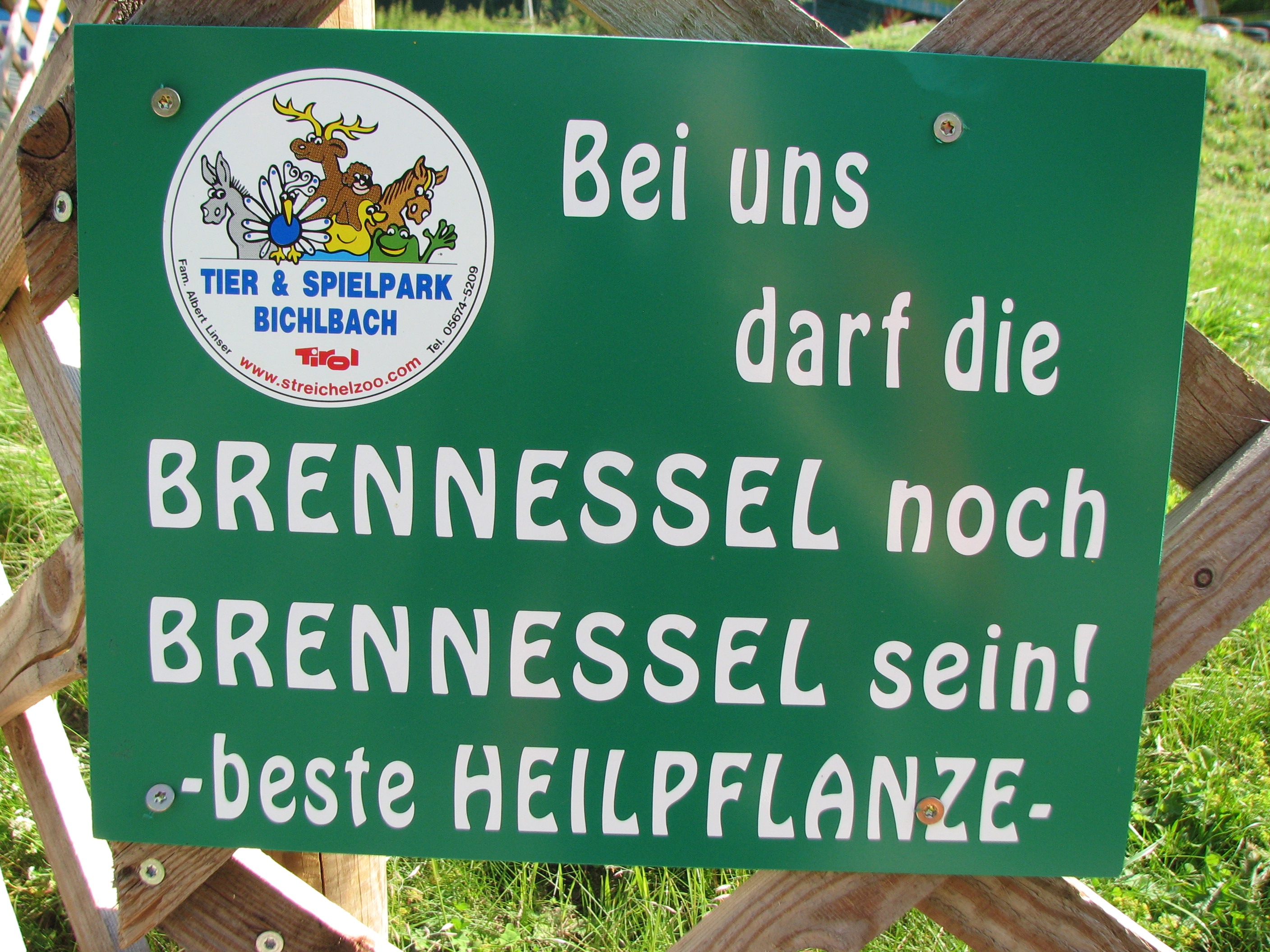 Brennnessel