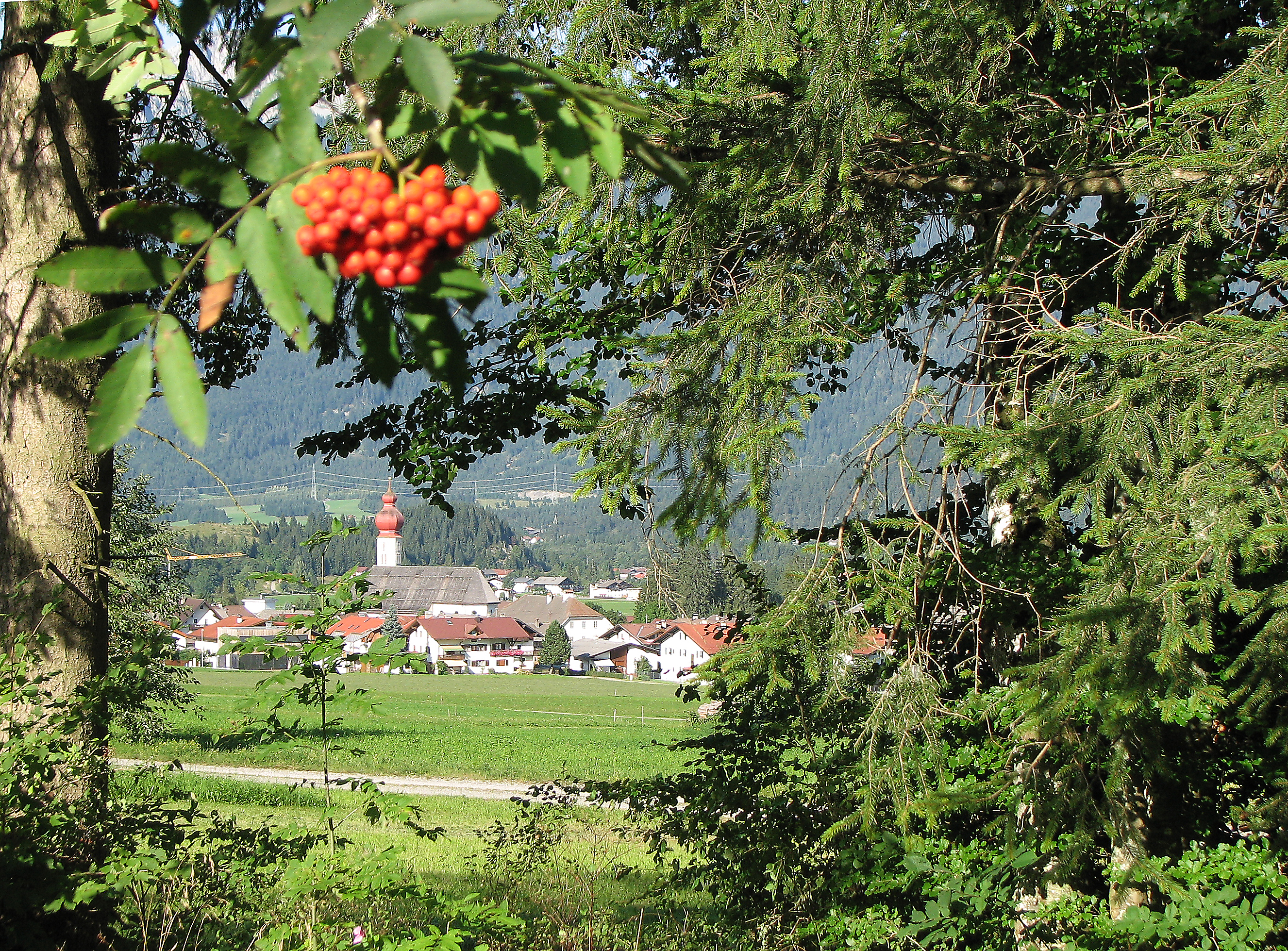 Vogelbeere
