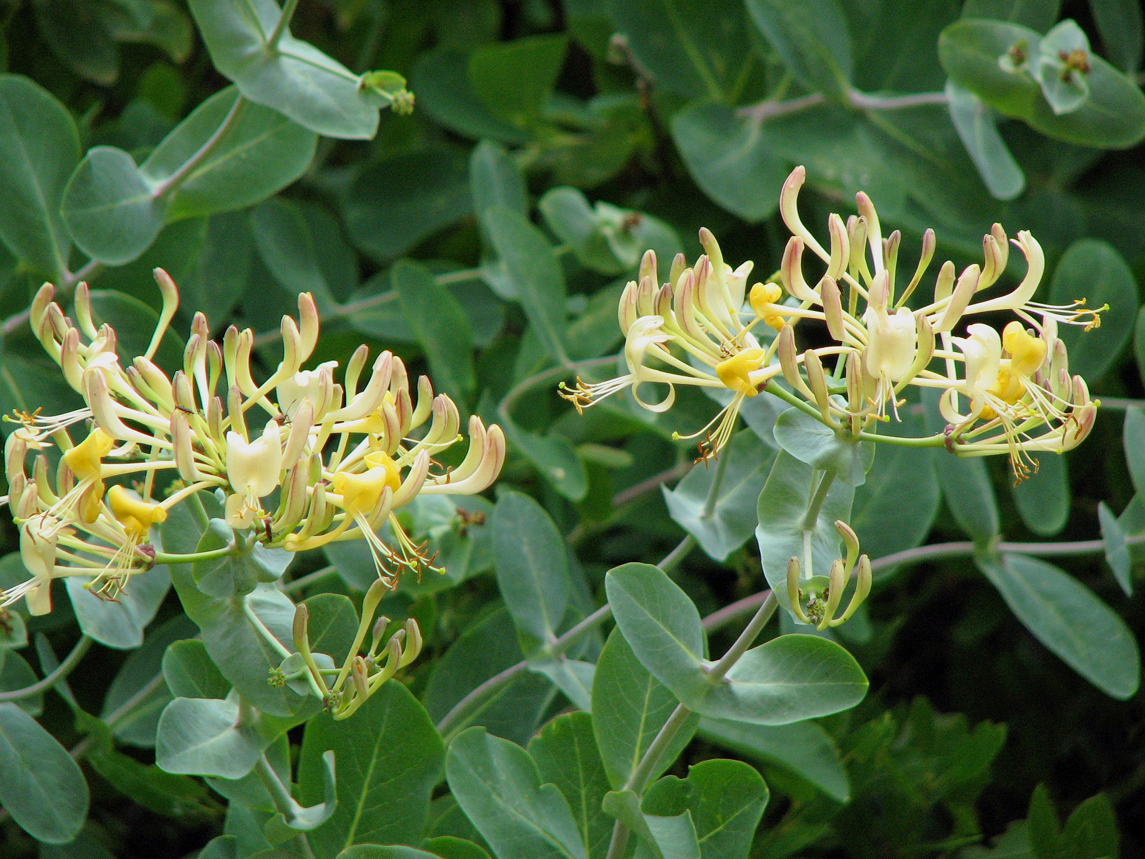 Etruskisches Geißblatt