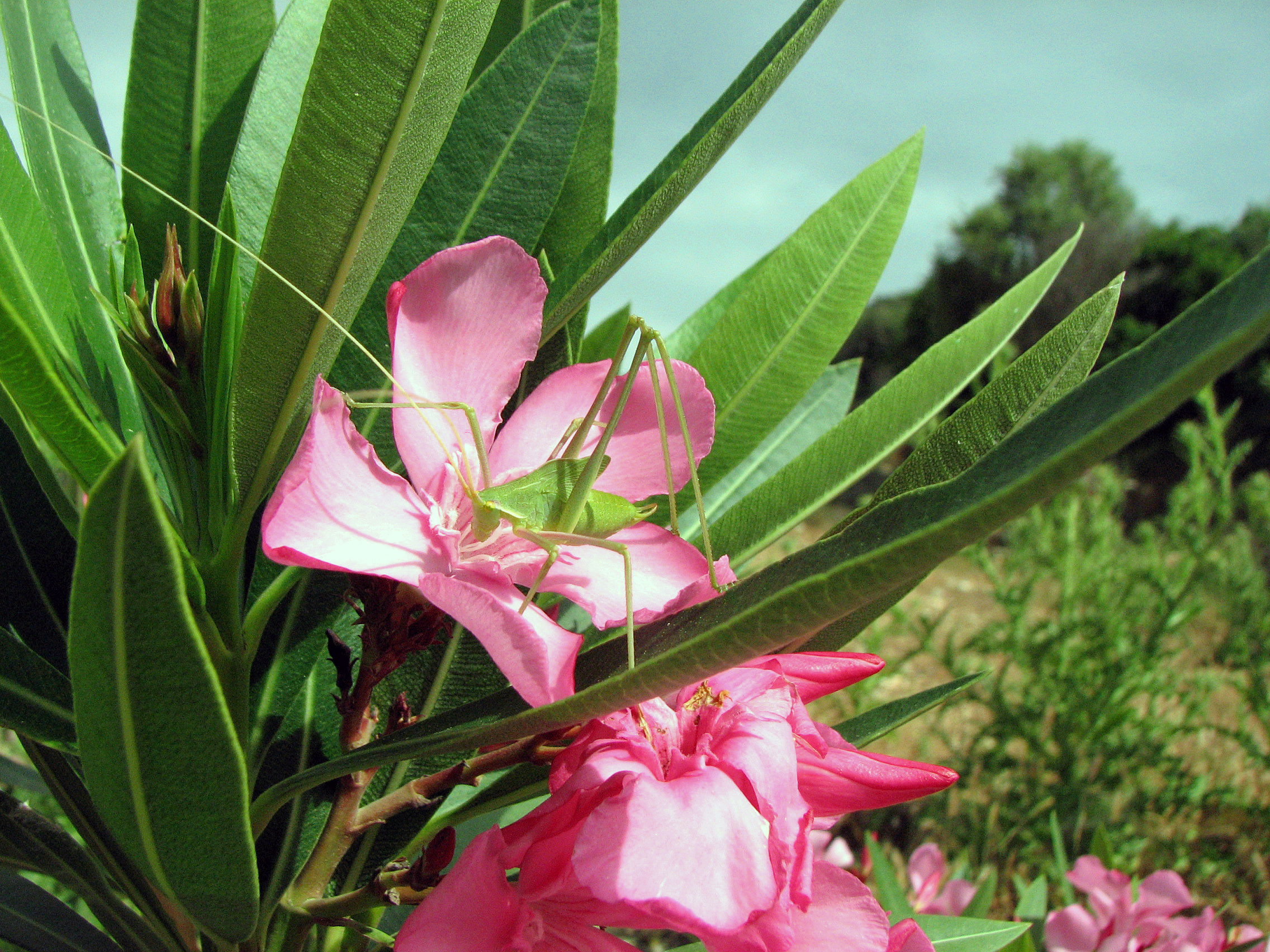 Oleander