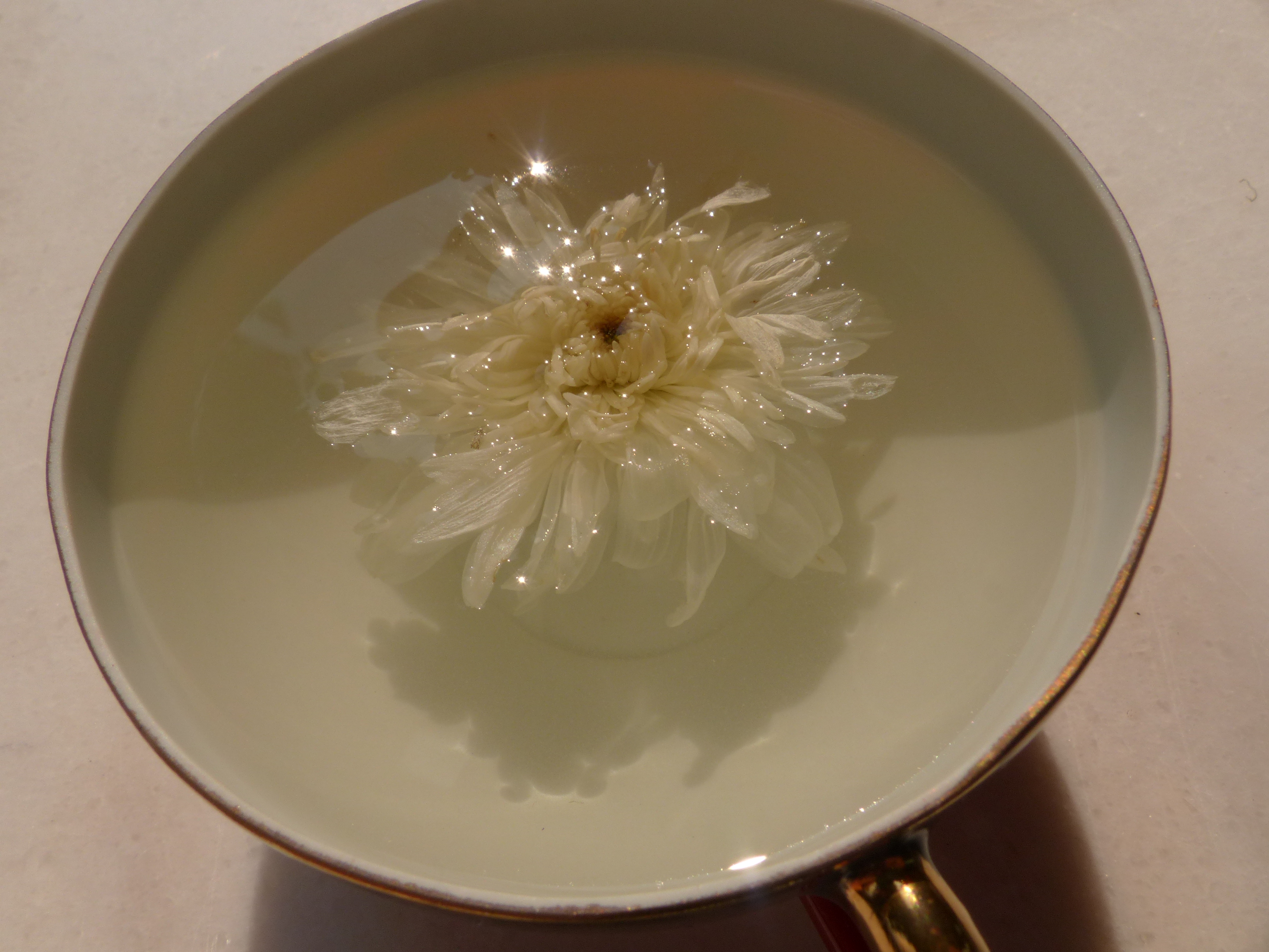 Chinesische Teechrysantheme