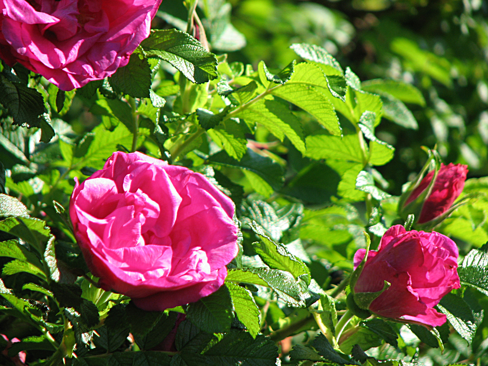 Kartoffelrose-Wildrose