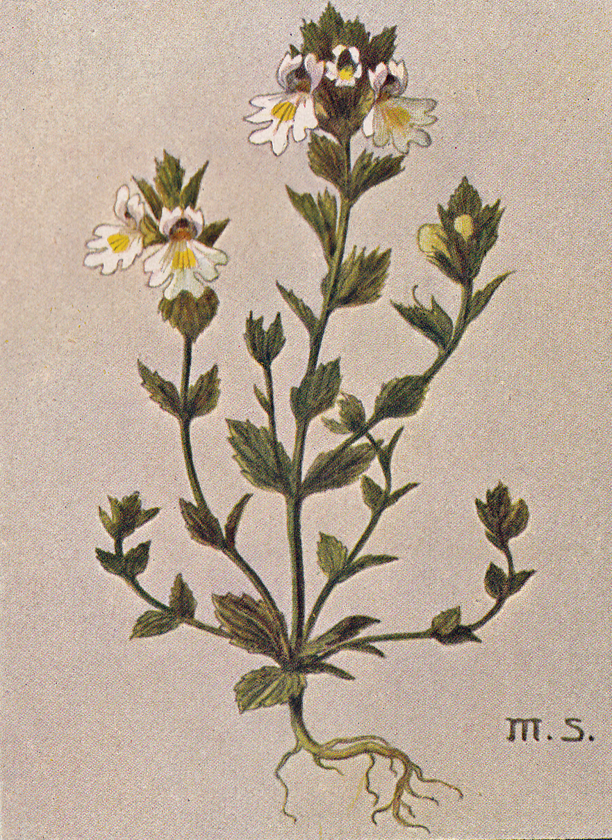 Augentrost