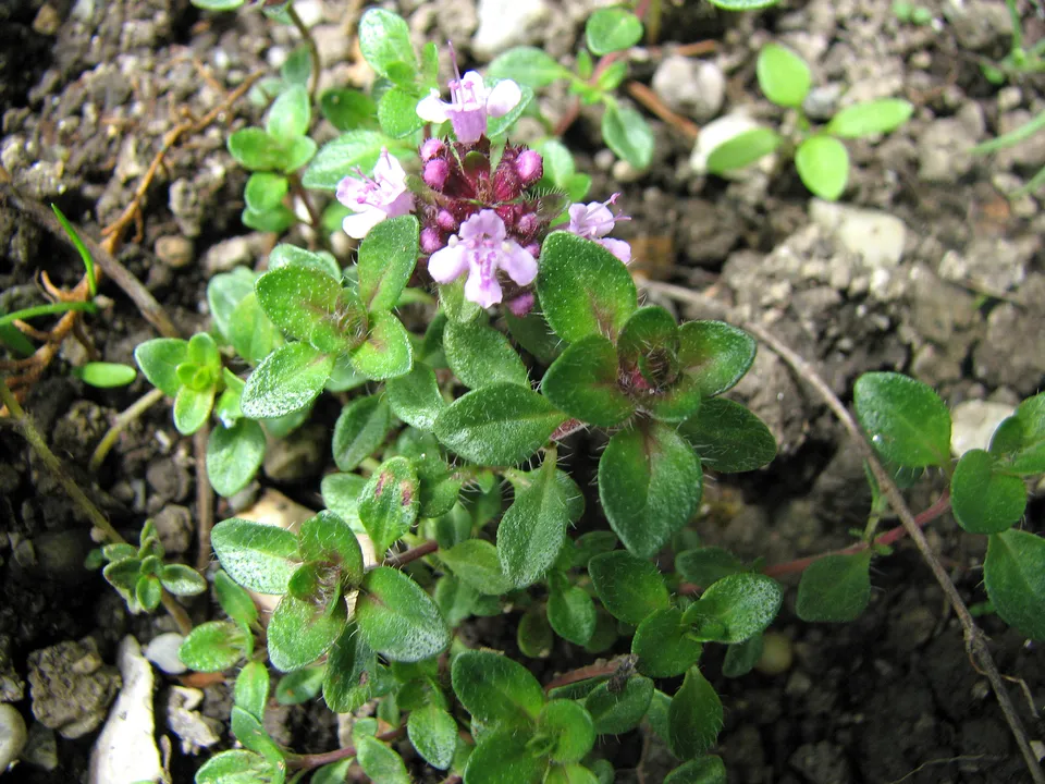 Kriechquendel