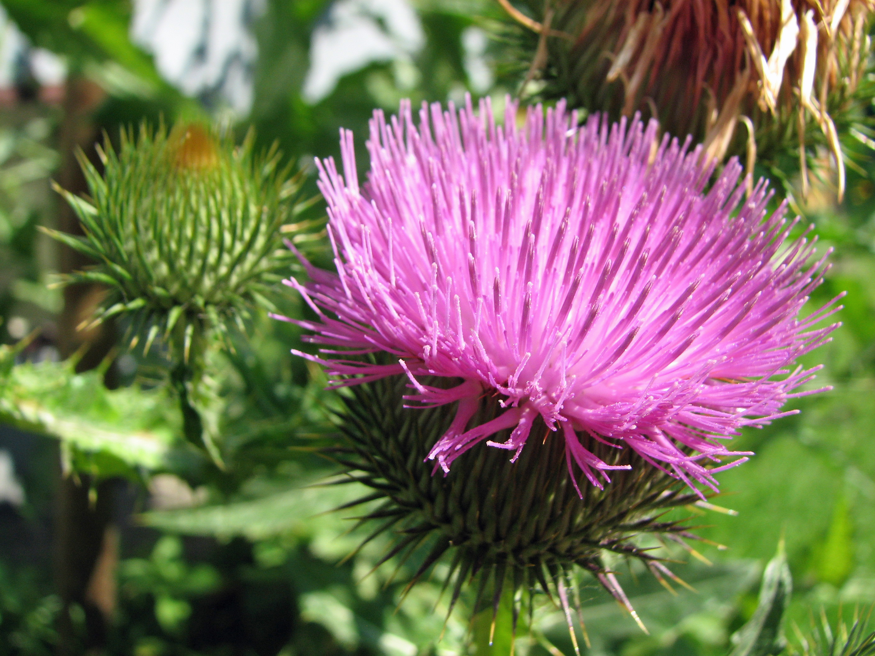 Eselsdistel