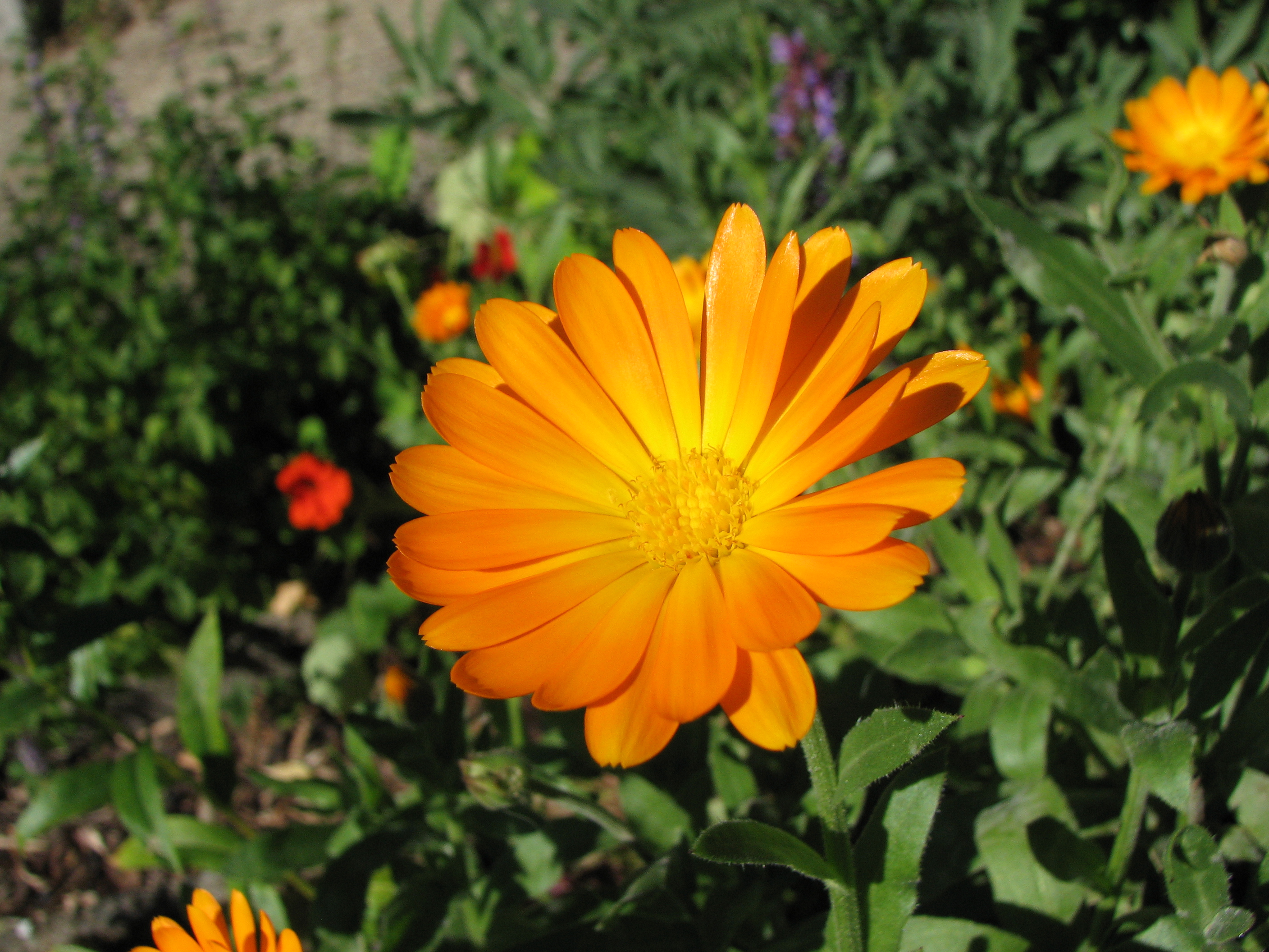 Ringelblume
