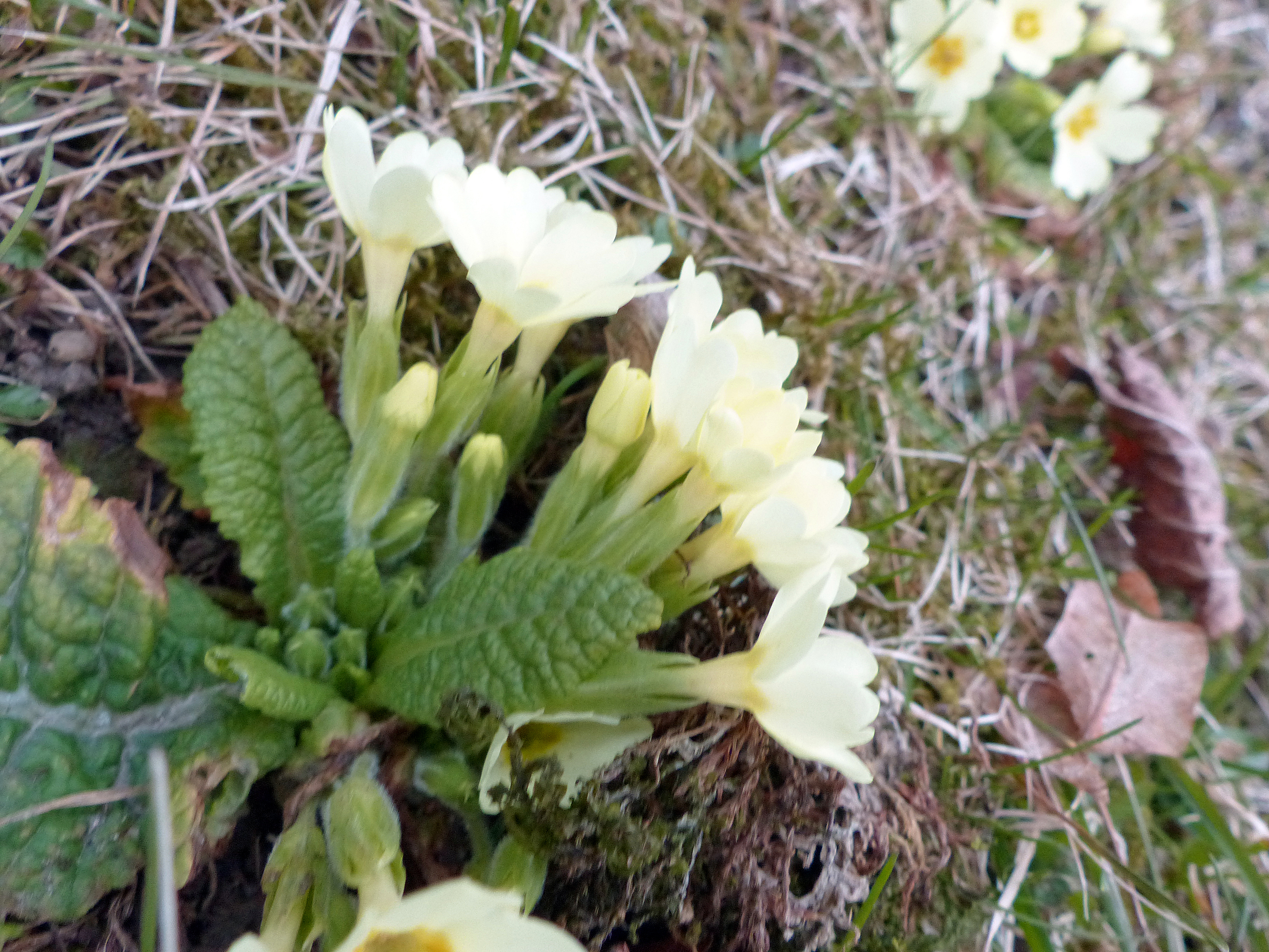 Stängellose Schlüsselblume