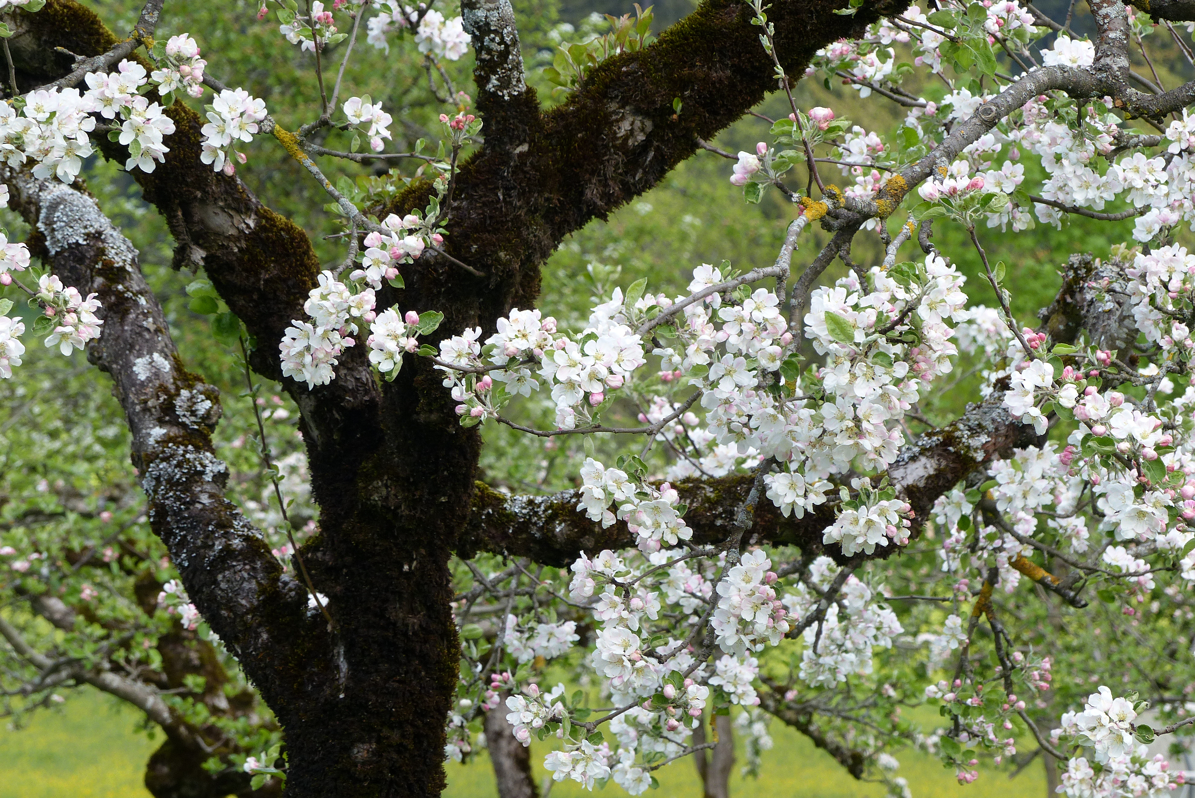 Apfel