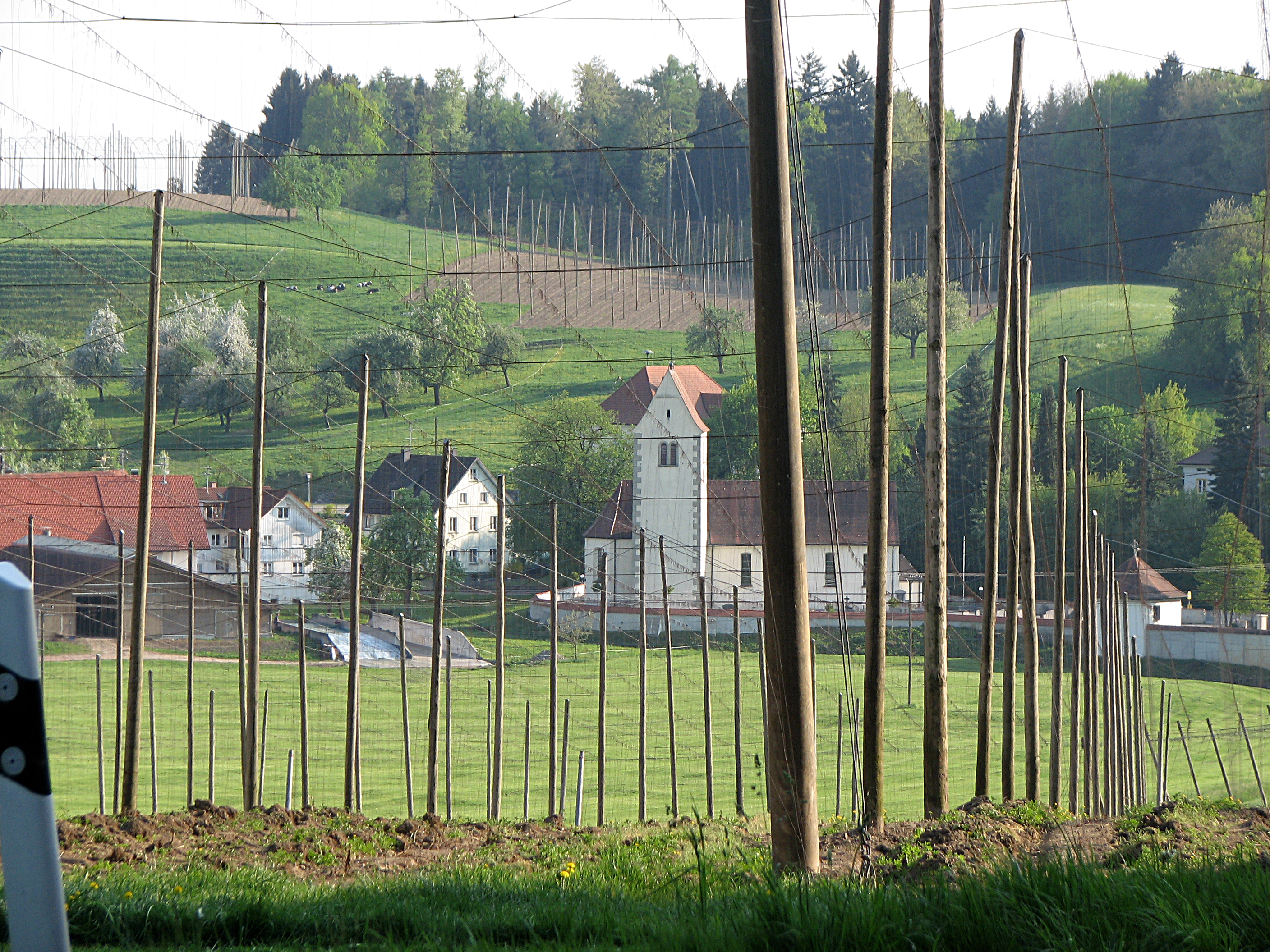 Hopfen