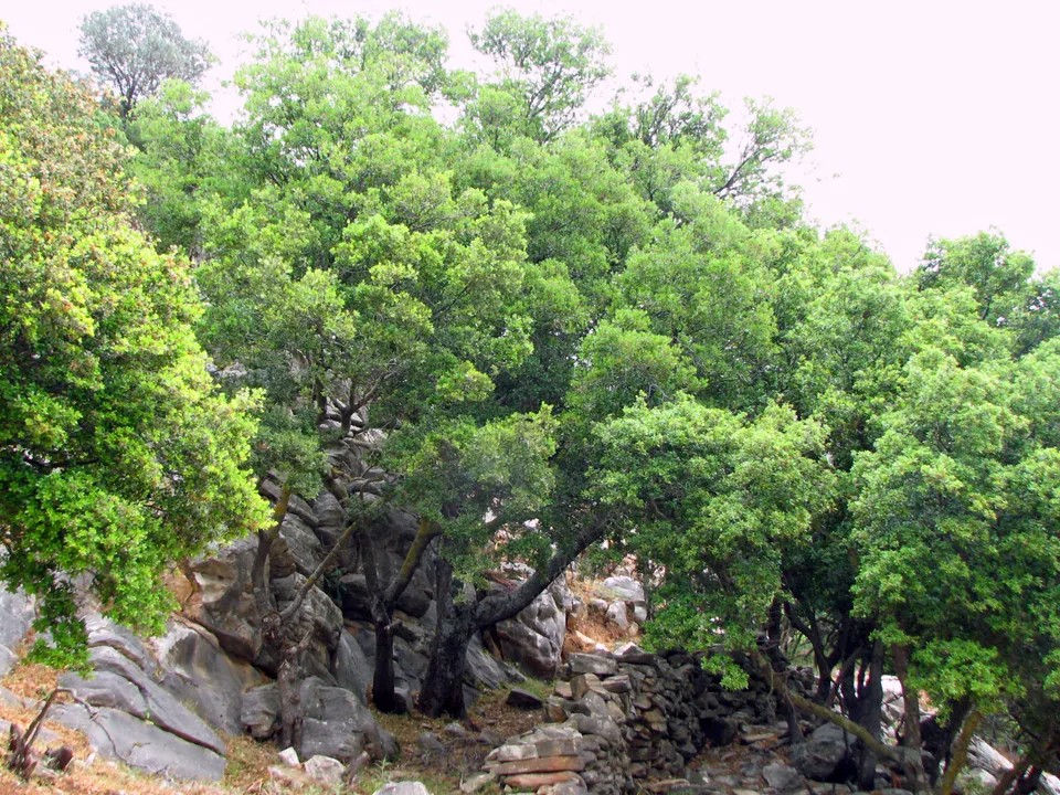 Kermeseiche