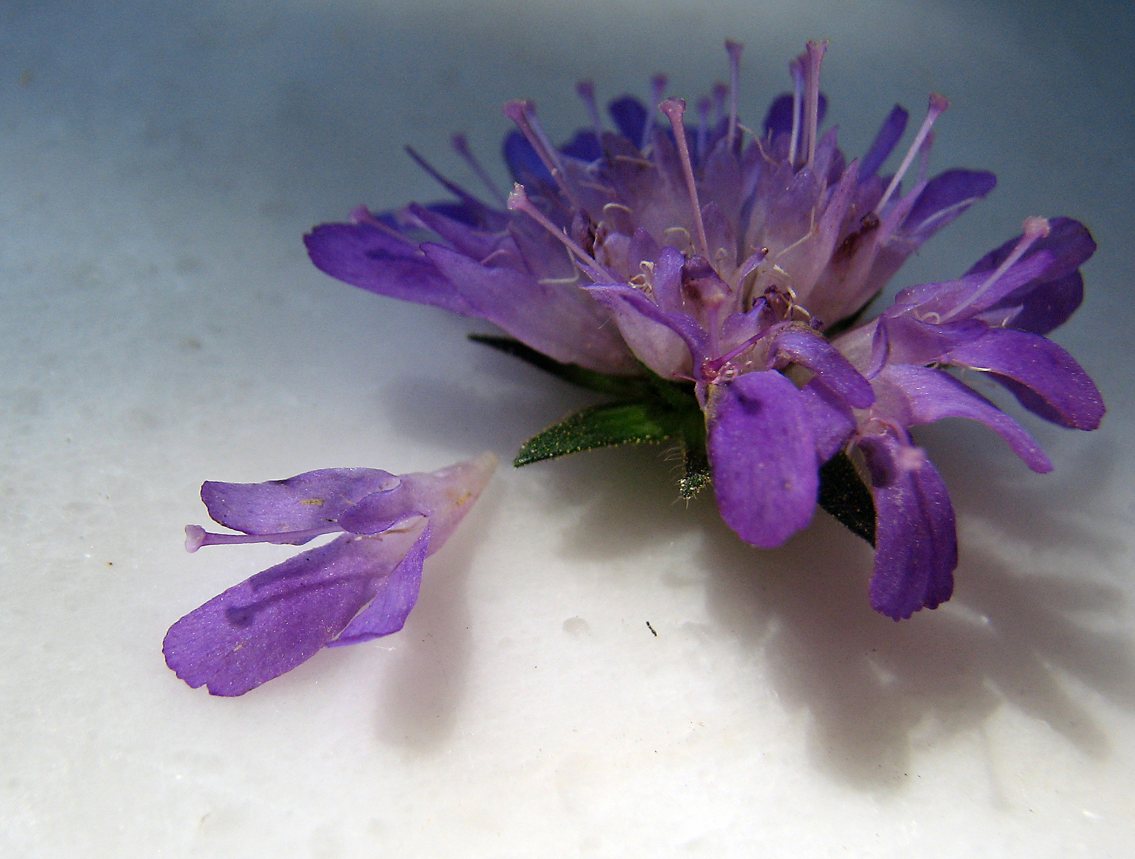 Wiesenwitwenblume