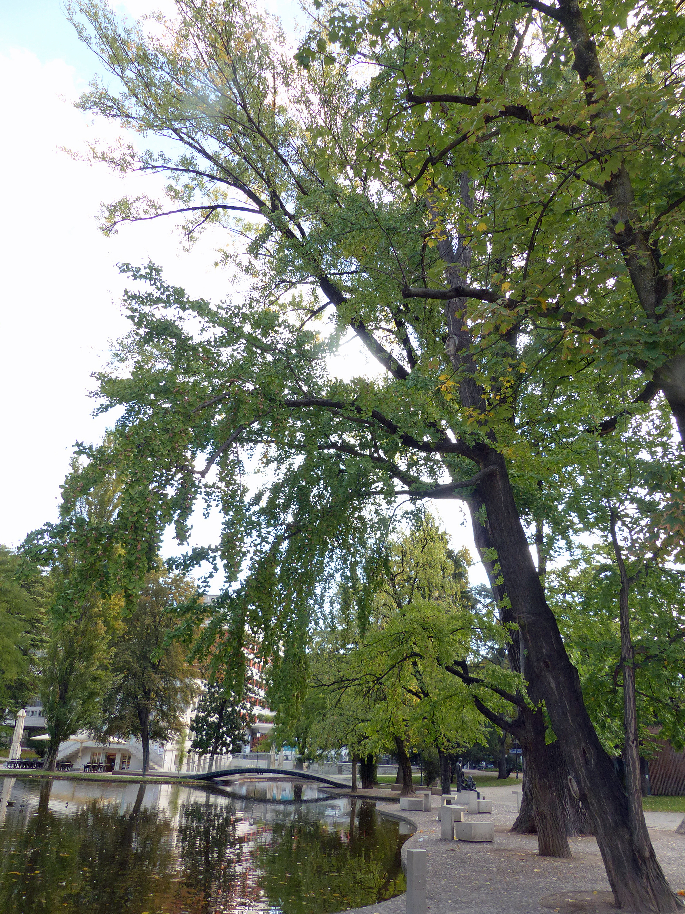 Ginkgo
