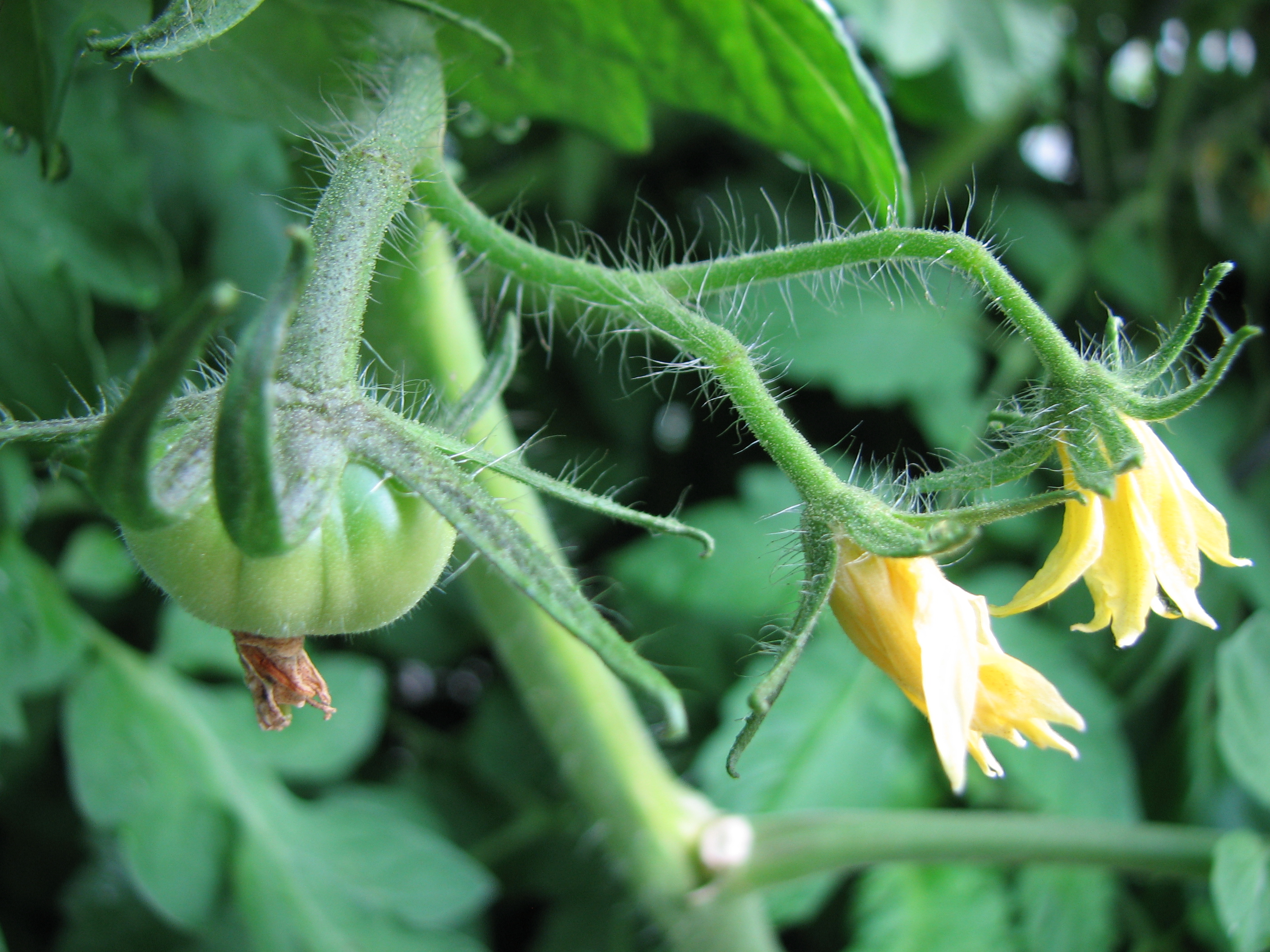 Tomate