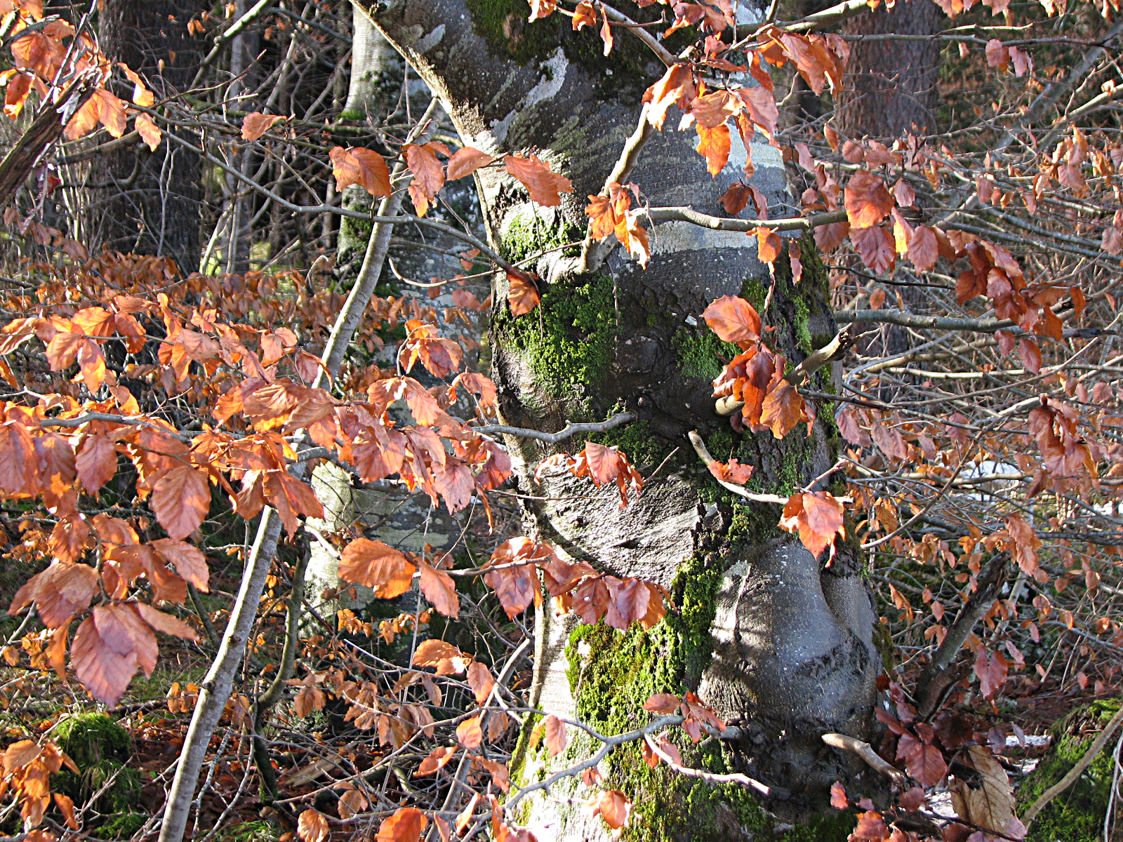 Rotbuche