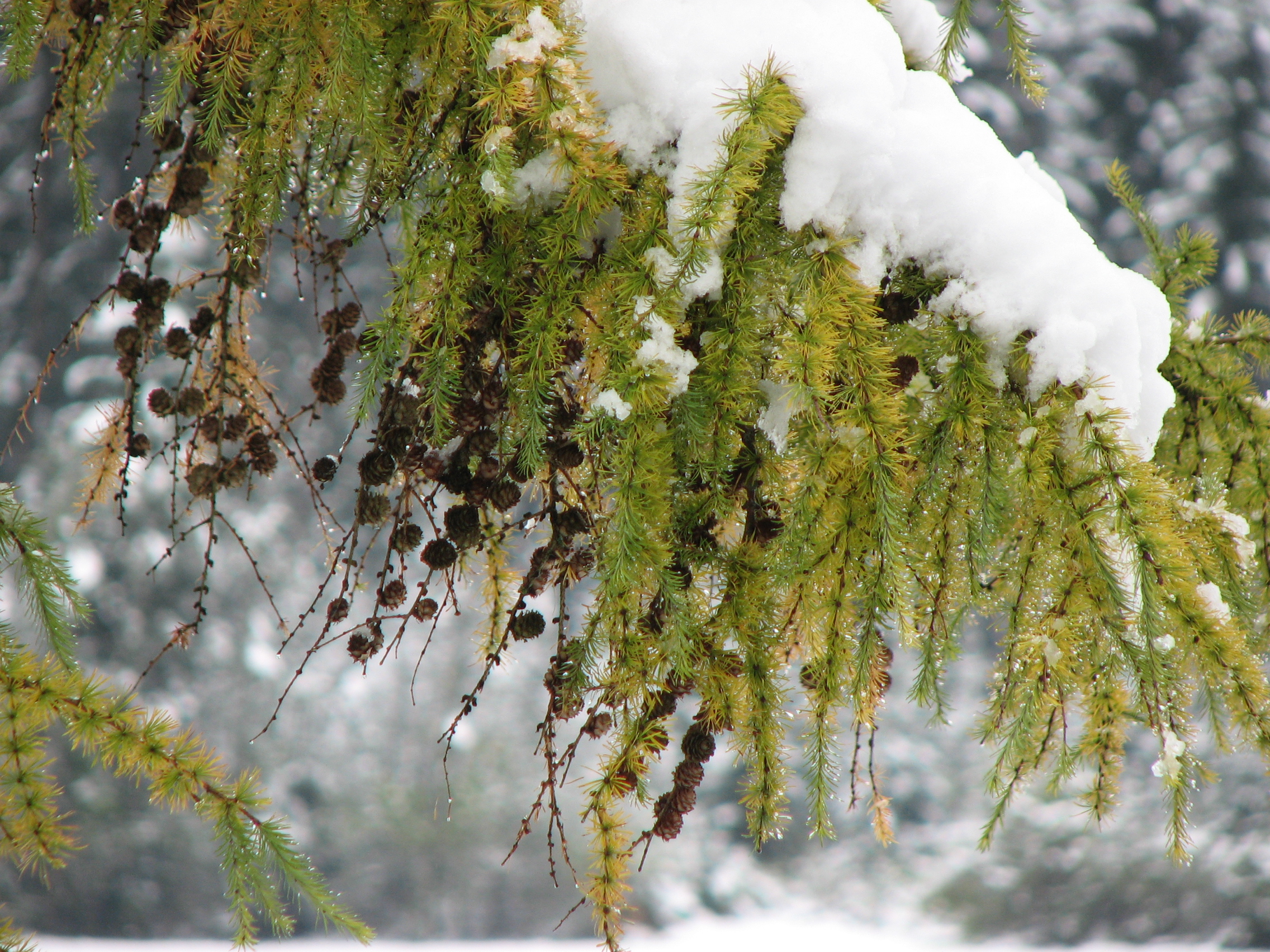 Europäische Lärche
