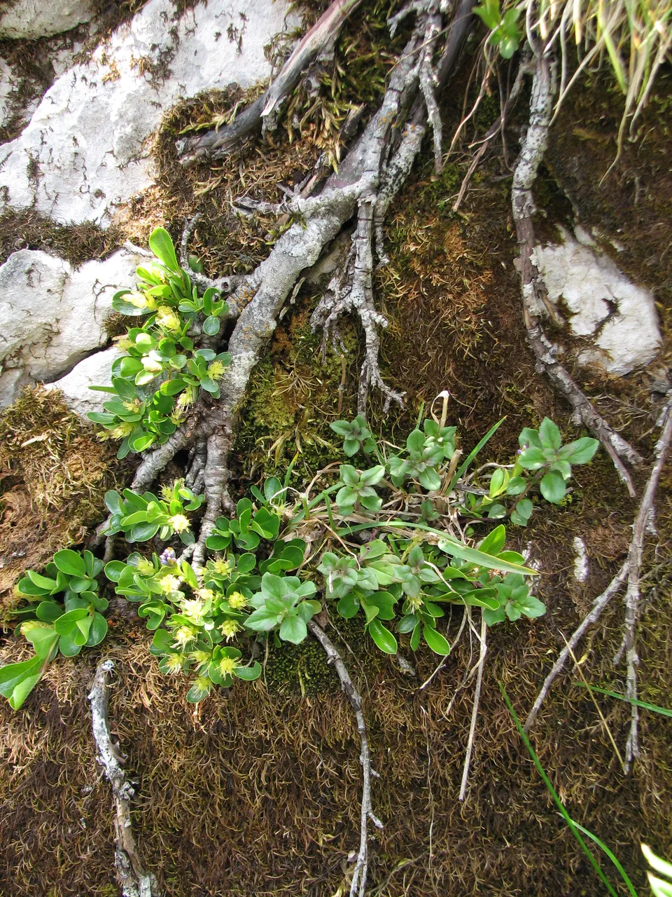Stumpfblättrige Weide