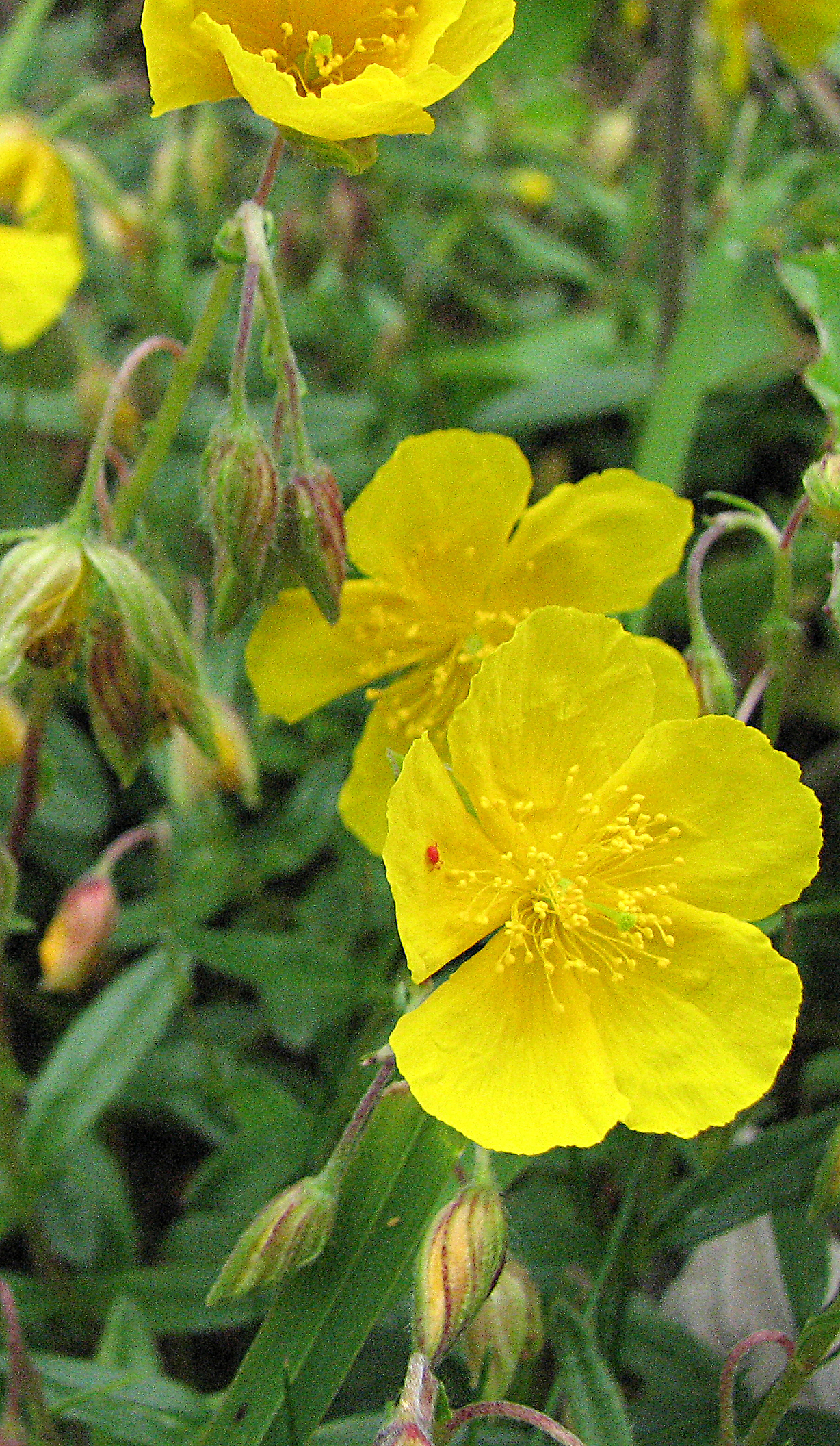 Gelbes Sonnenröschen