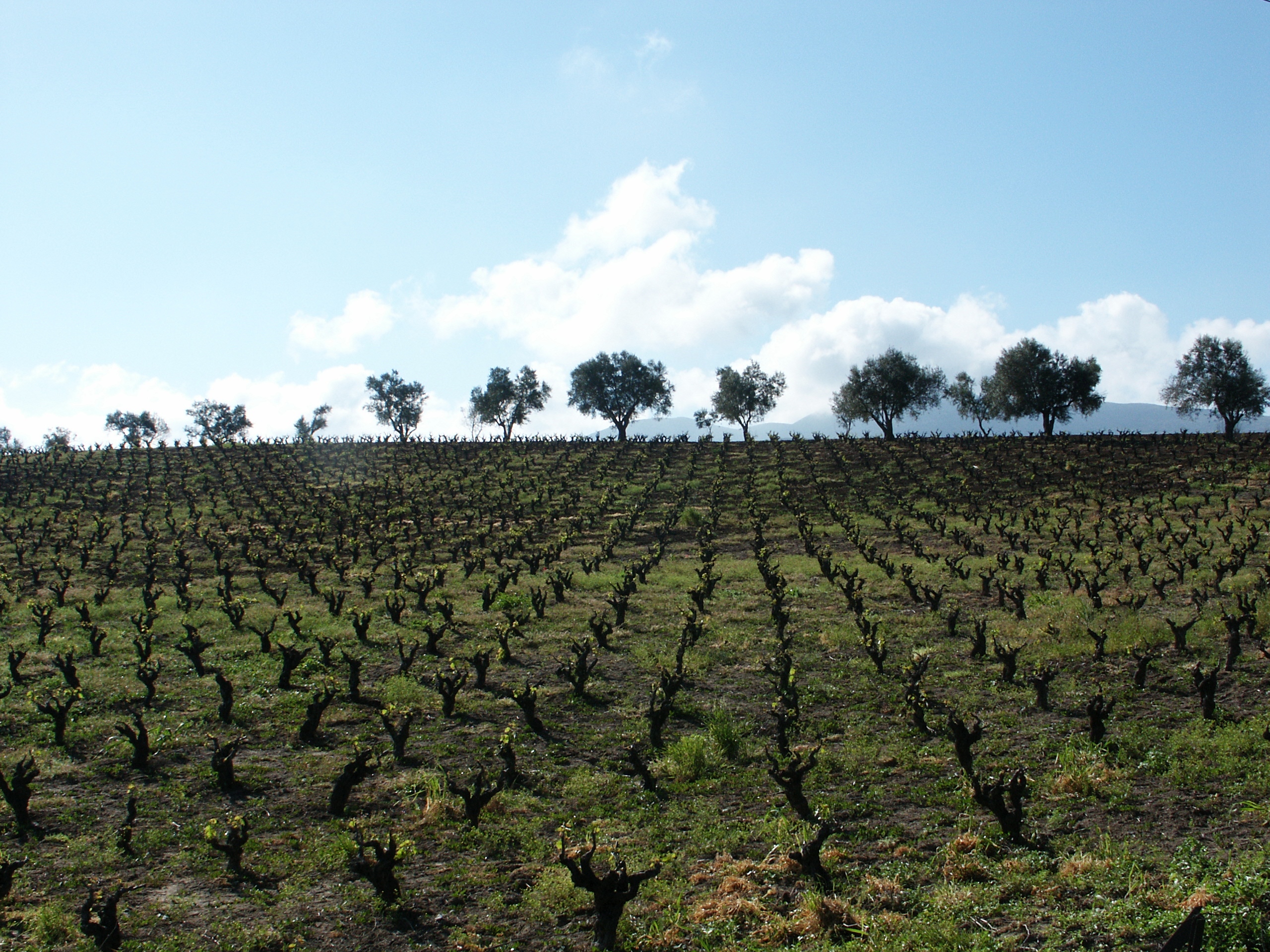 Weinrebe