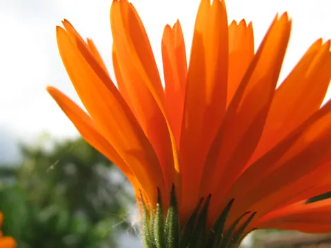 Welche Pflanze hilft bei Gastritis?