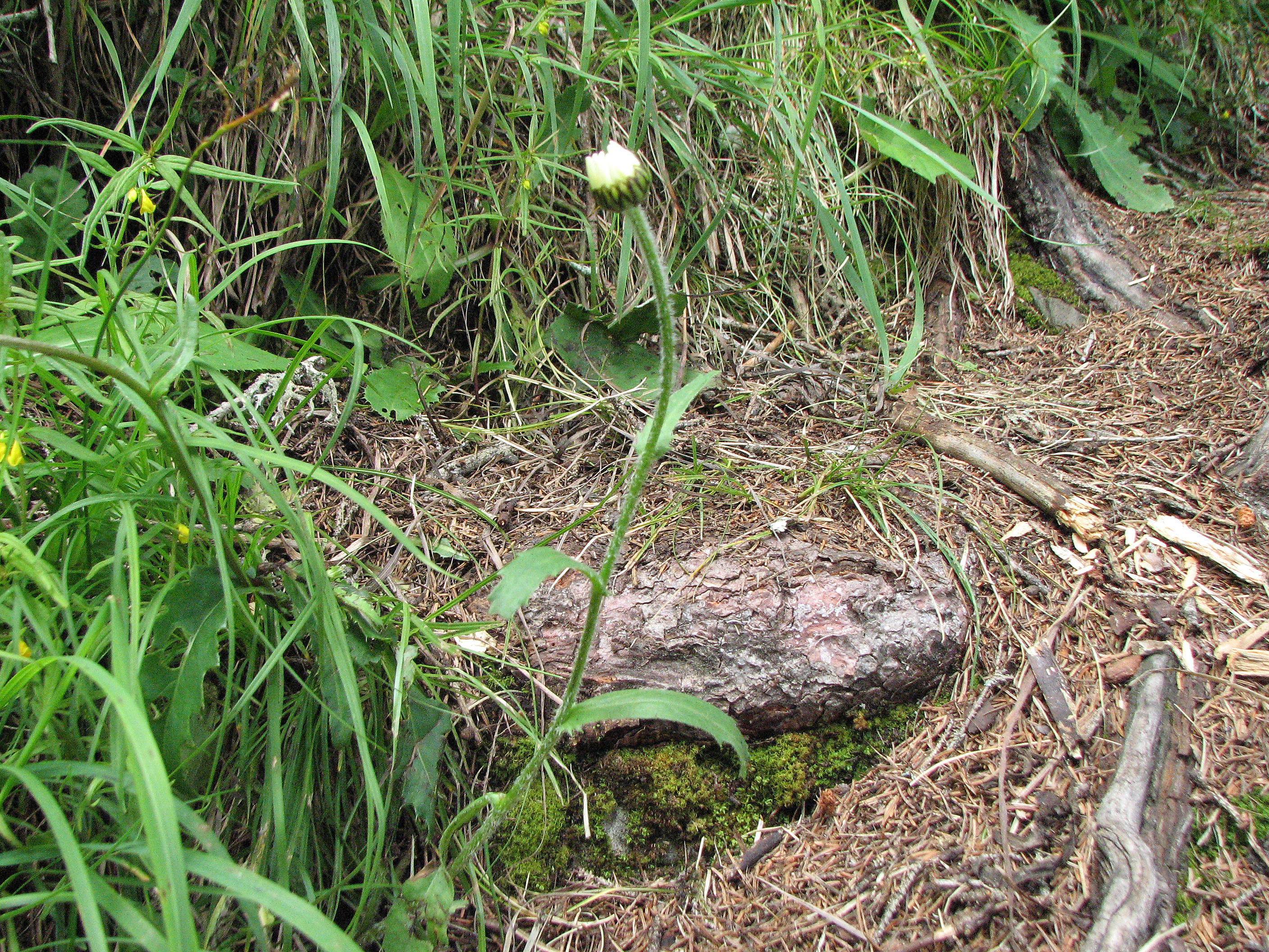 Margerite